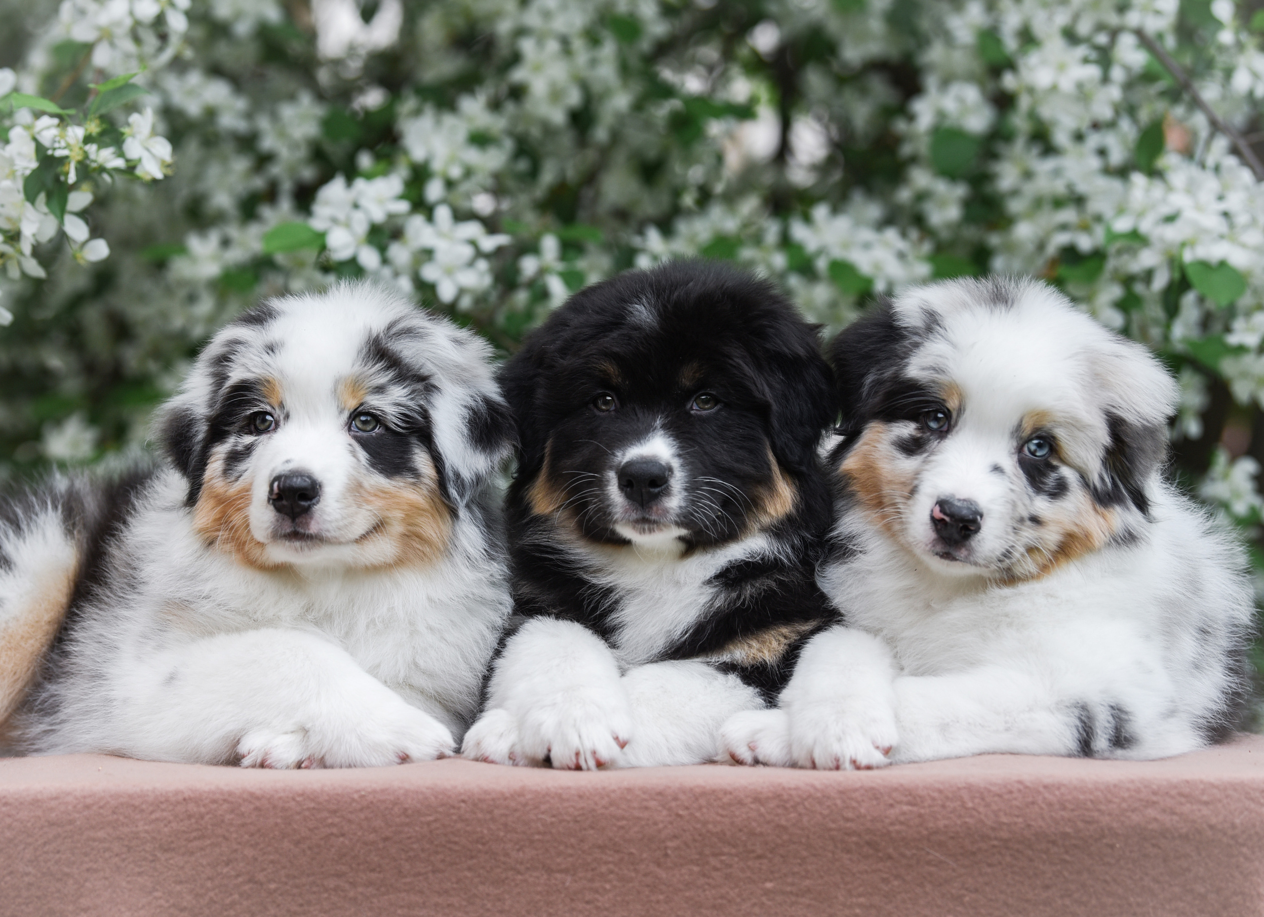 Портфолио. Фотограф-анималист в Екатеринбурге Марина Шишкина