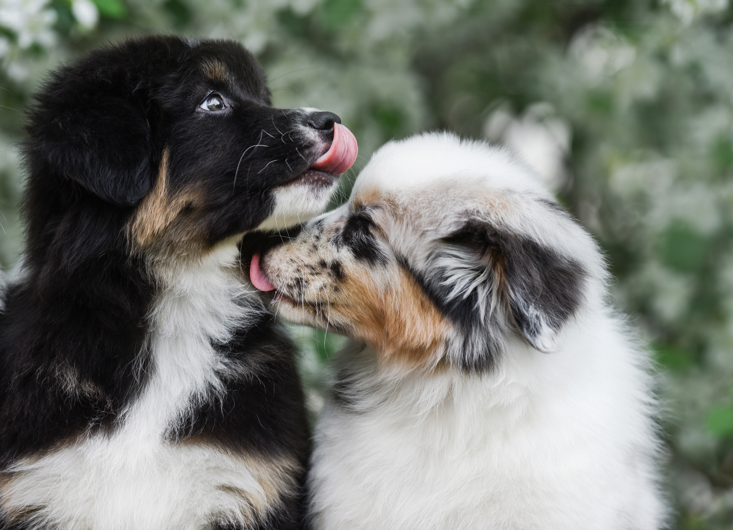 Портфолио. Фотограф-анималист в Екатеринбурге Марина Шишкина