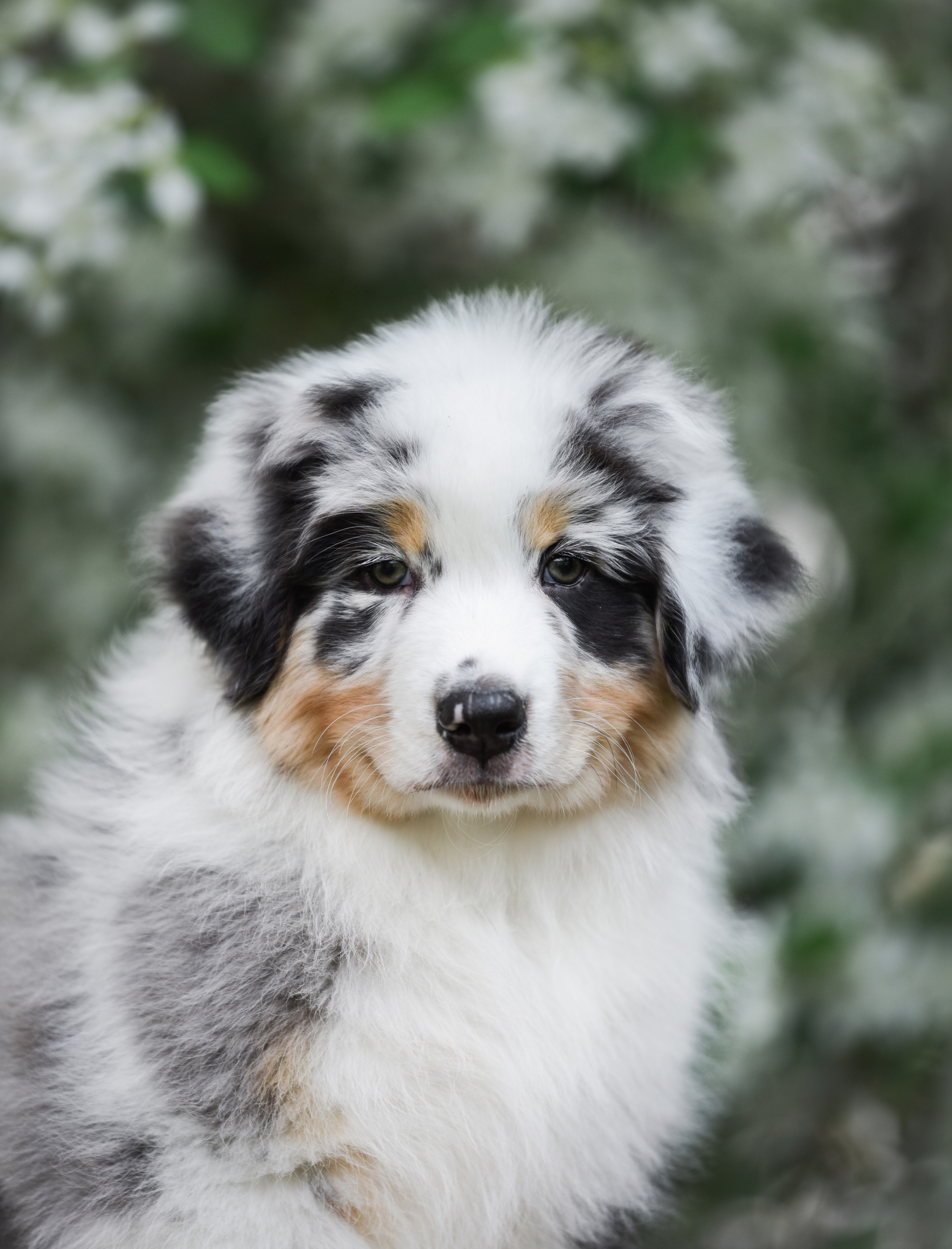 Портфолио. Фотограф-анималист в Екатеринбурге Марина Шишкина