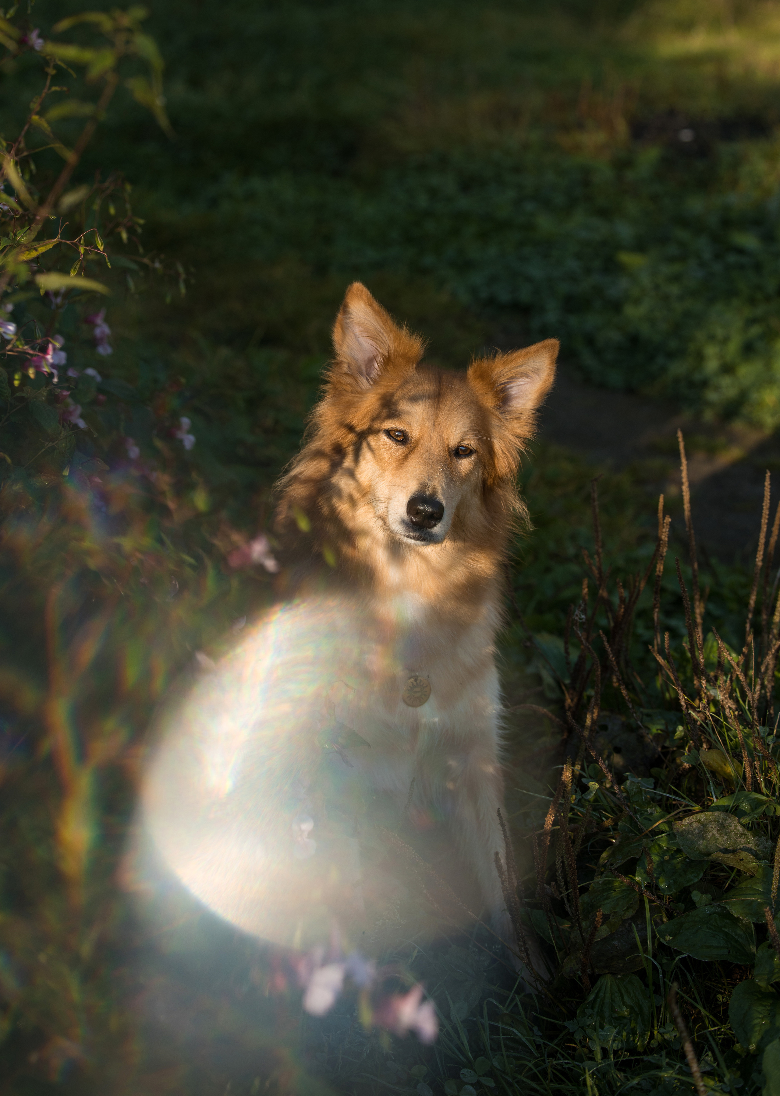 Портфолио. Фотограф-анималист в Екатеринбурге Марина Шишкина