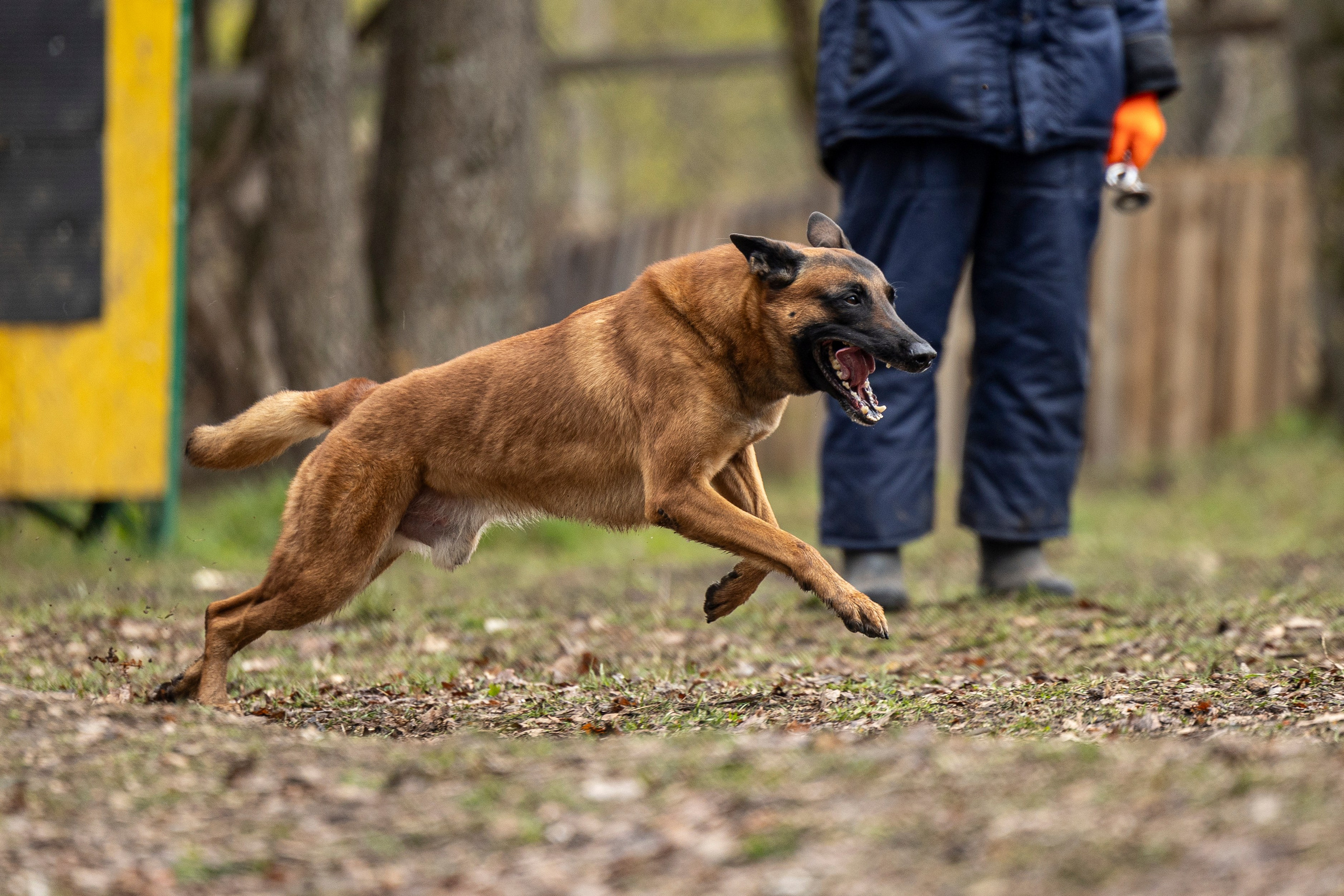 Квалификационные состязания по мондьорингу г. Вологда 11.05.24. Фотограф-анималист Анна Маринич