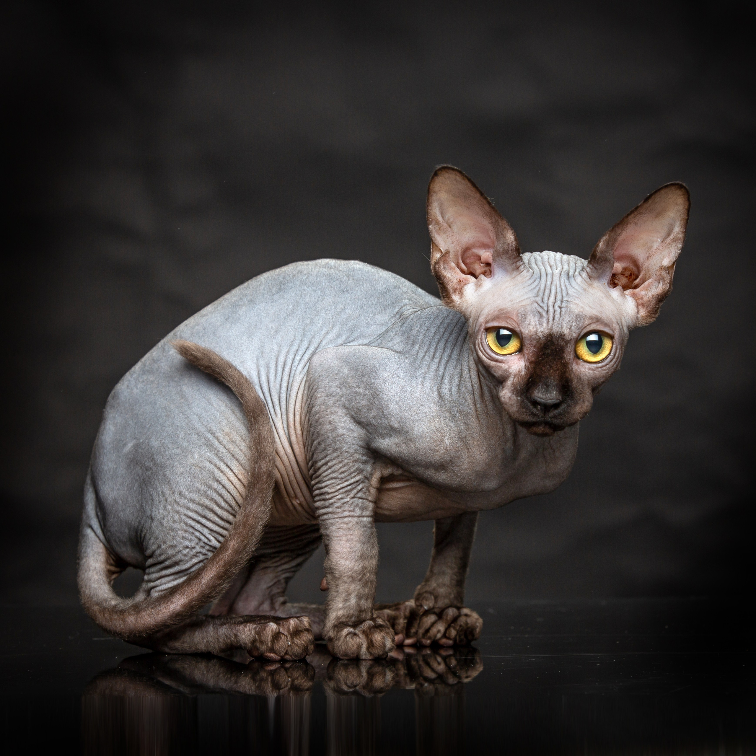 С кошкой. Фотограф Мария Кольцова