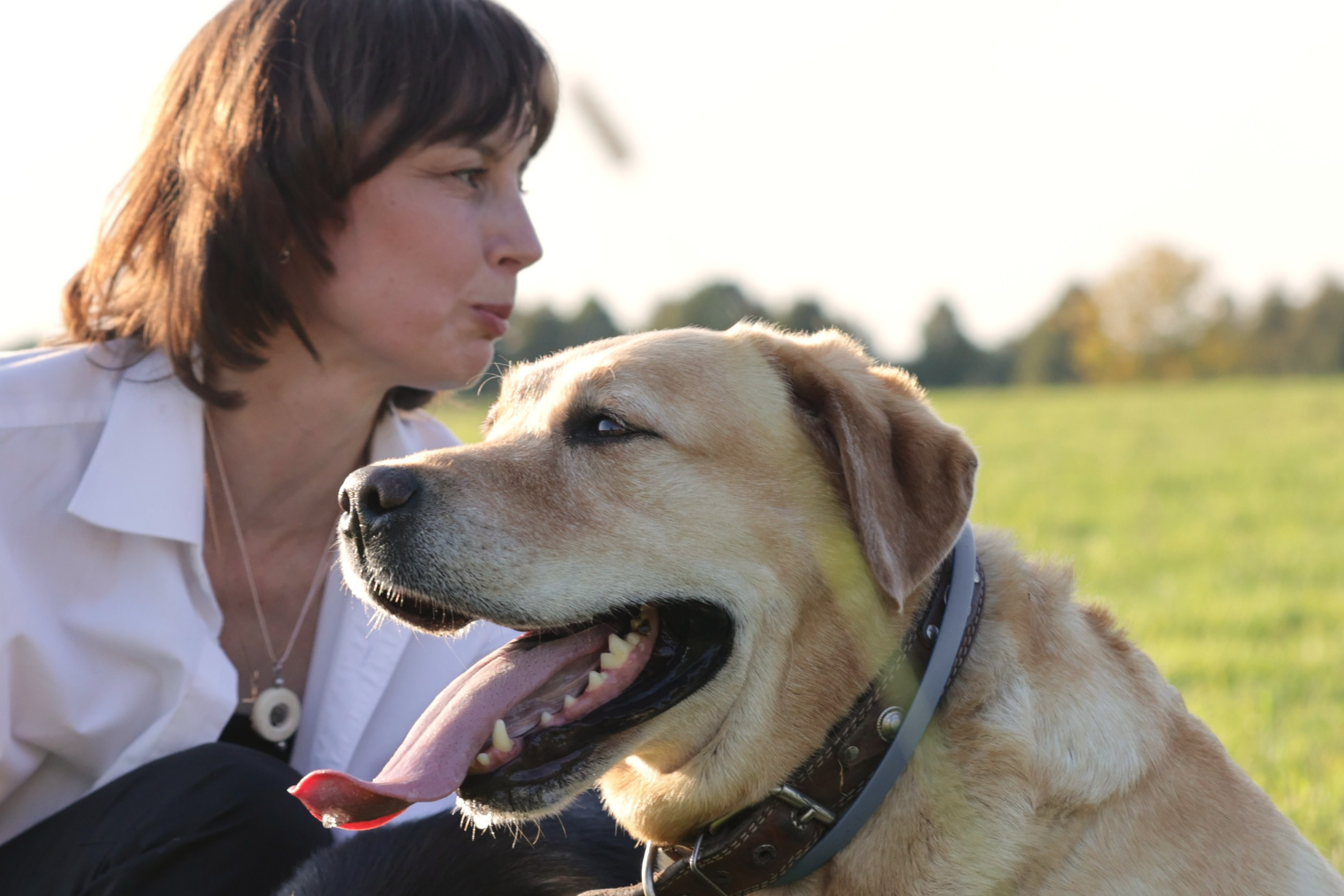 фотосессия с лабрадором