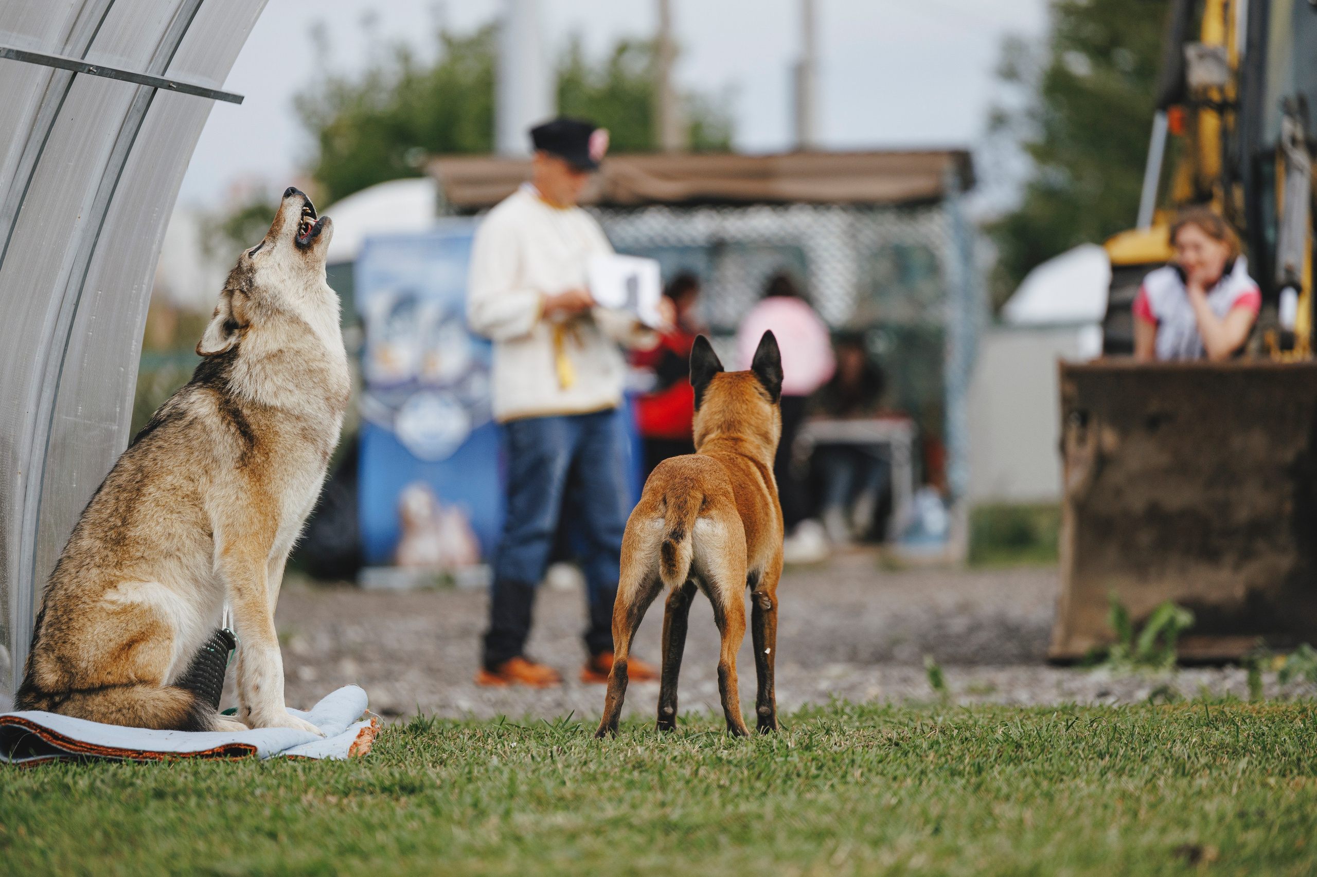08.08.25-10.08.25 ЧР по мондьорингу г. Вологда. Фотограф-анималист Анна Маринич