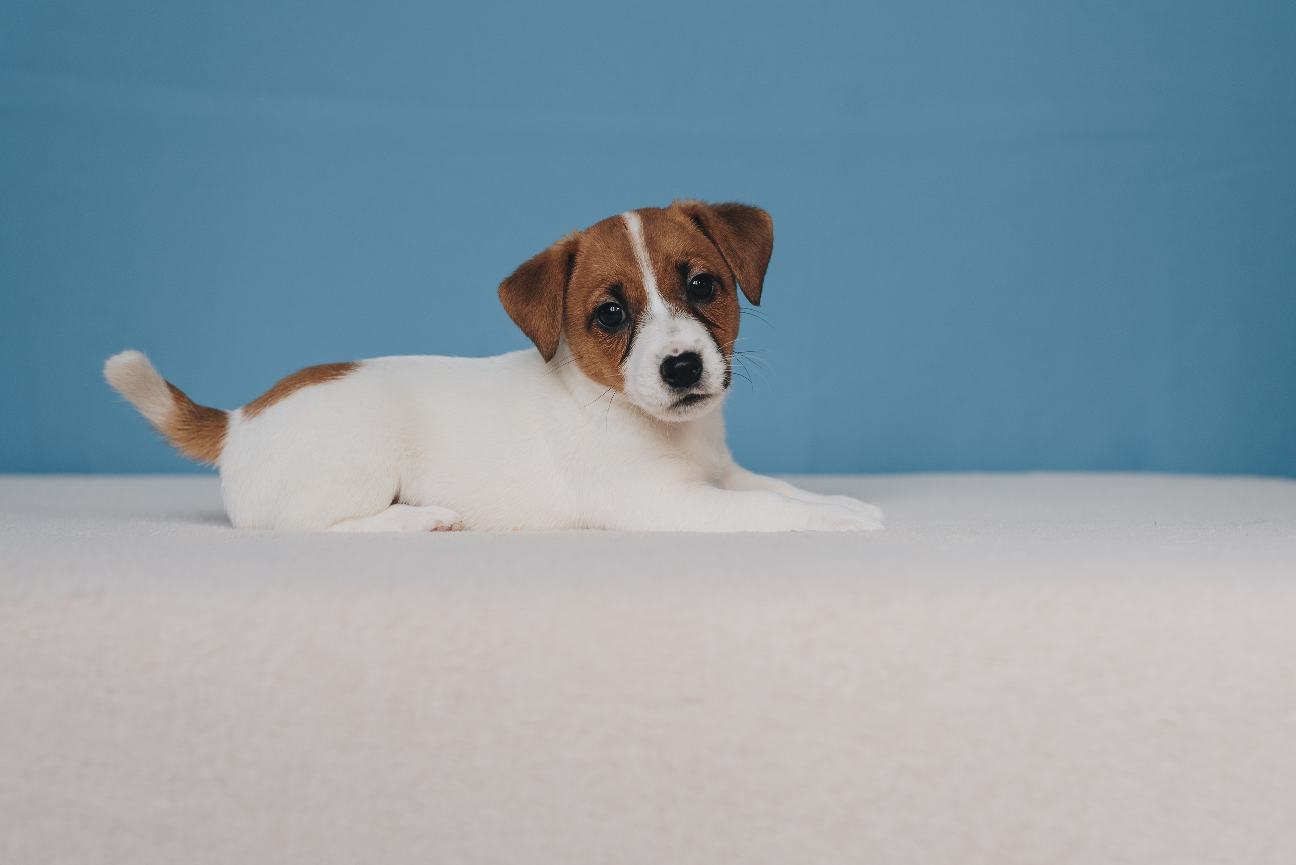 Natalia Finch Photography — Family, Kids & Pet Photographer in Chicago, IL