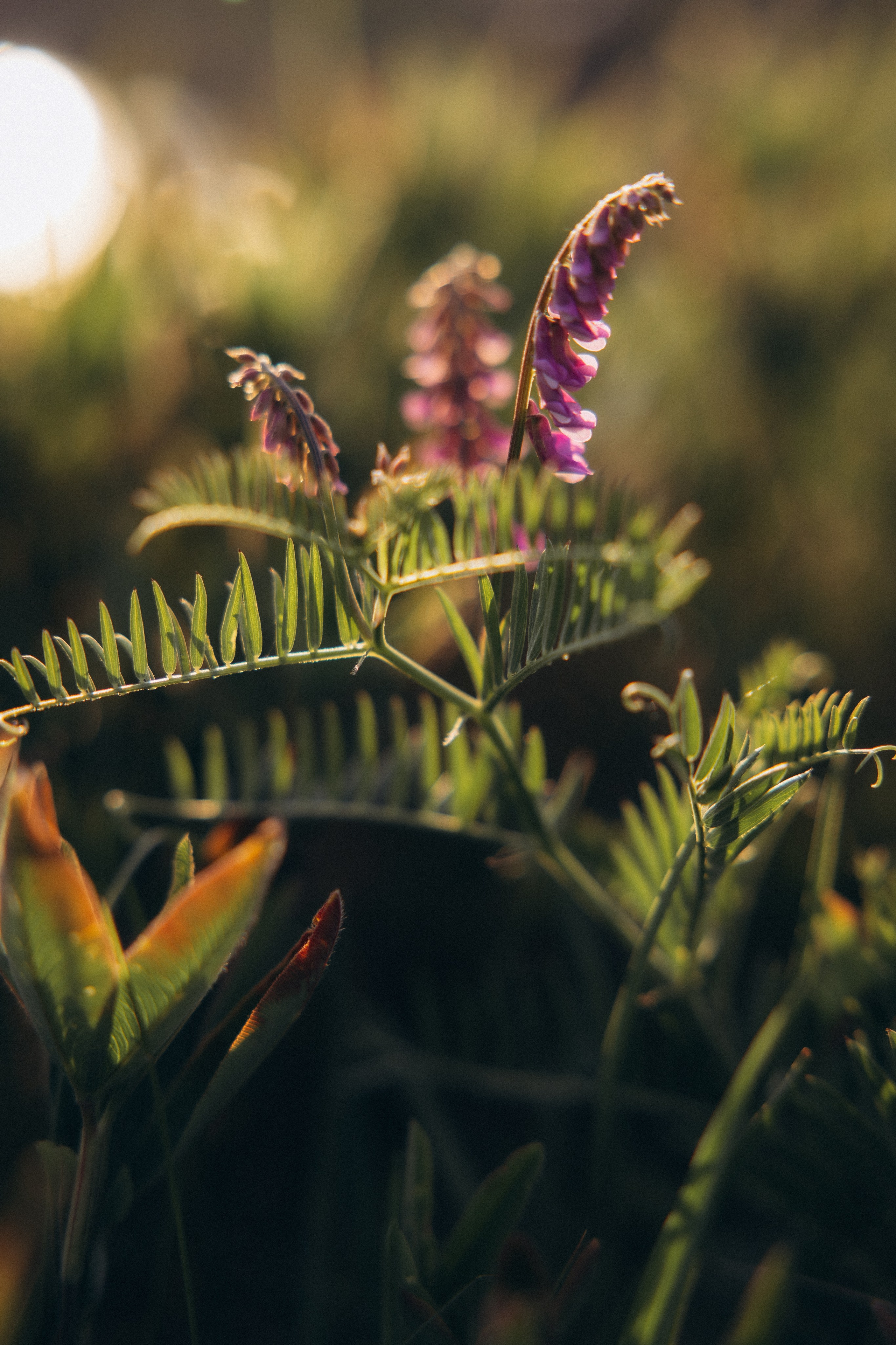 Аня + Саша. Алена Бадамшина — свадебный фотограф Воронеж / Москва