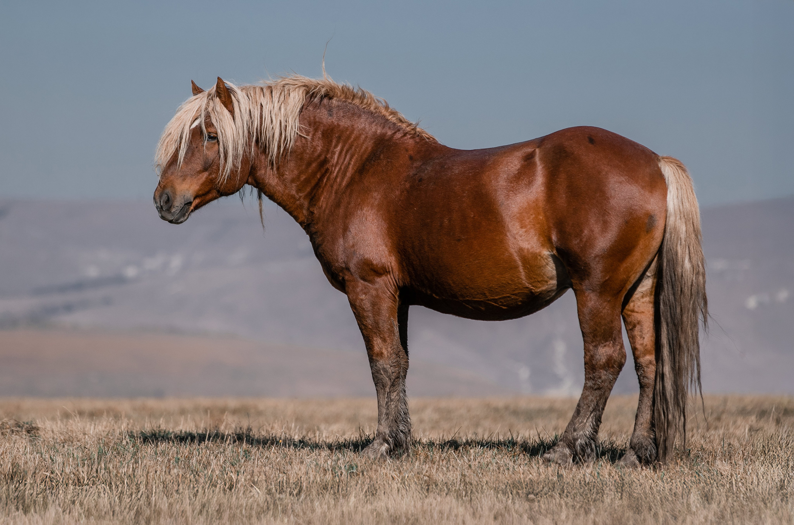 Фототуры в Карачаево-Черкессии 2019-2020. Фотограф-анималист Ксендзова Кристина