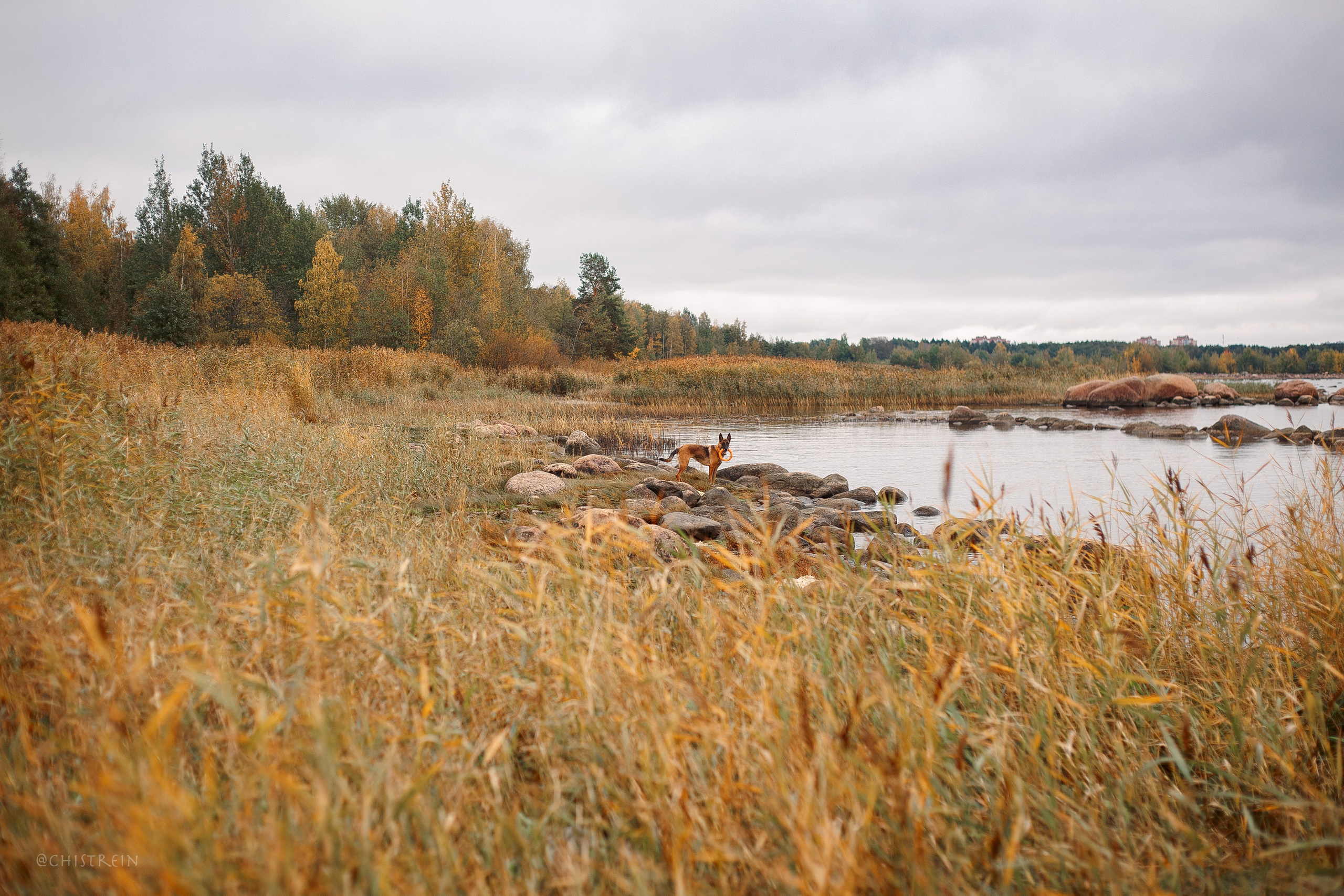 Дальний пирс. Фотограф-анималист Наталия Чистюхина в г. Сосновый Бор и ЛО