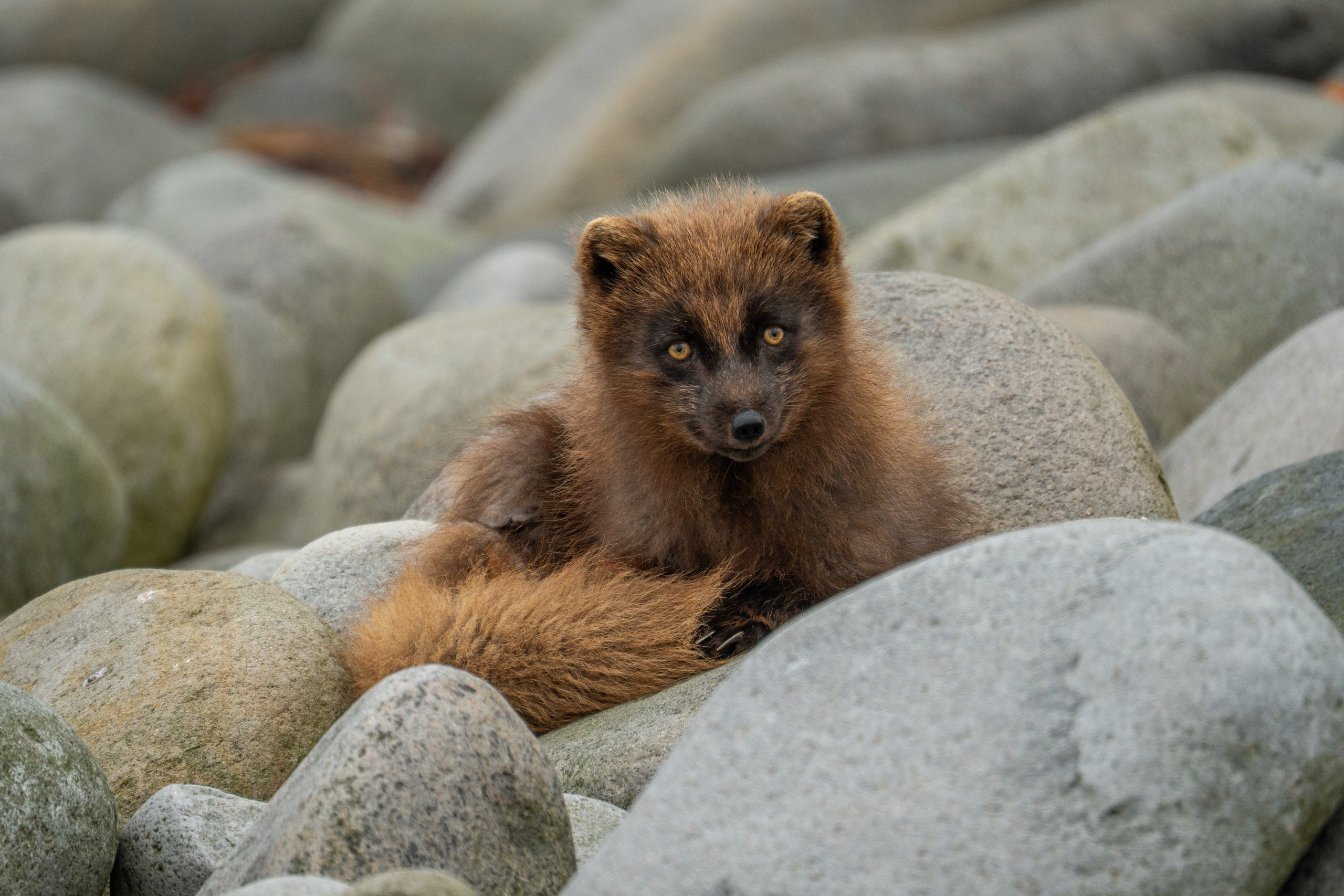 Анималистика. Gusarov Travel Photography