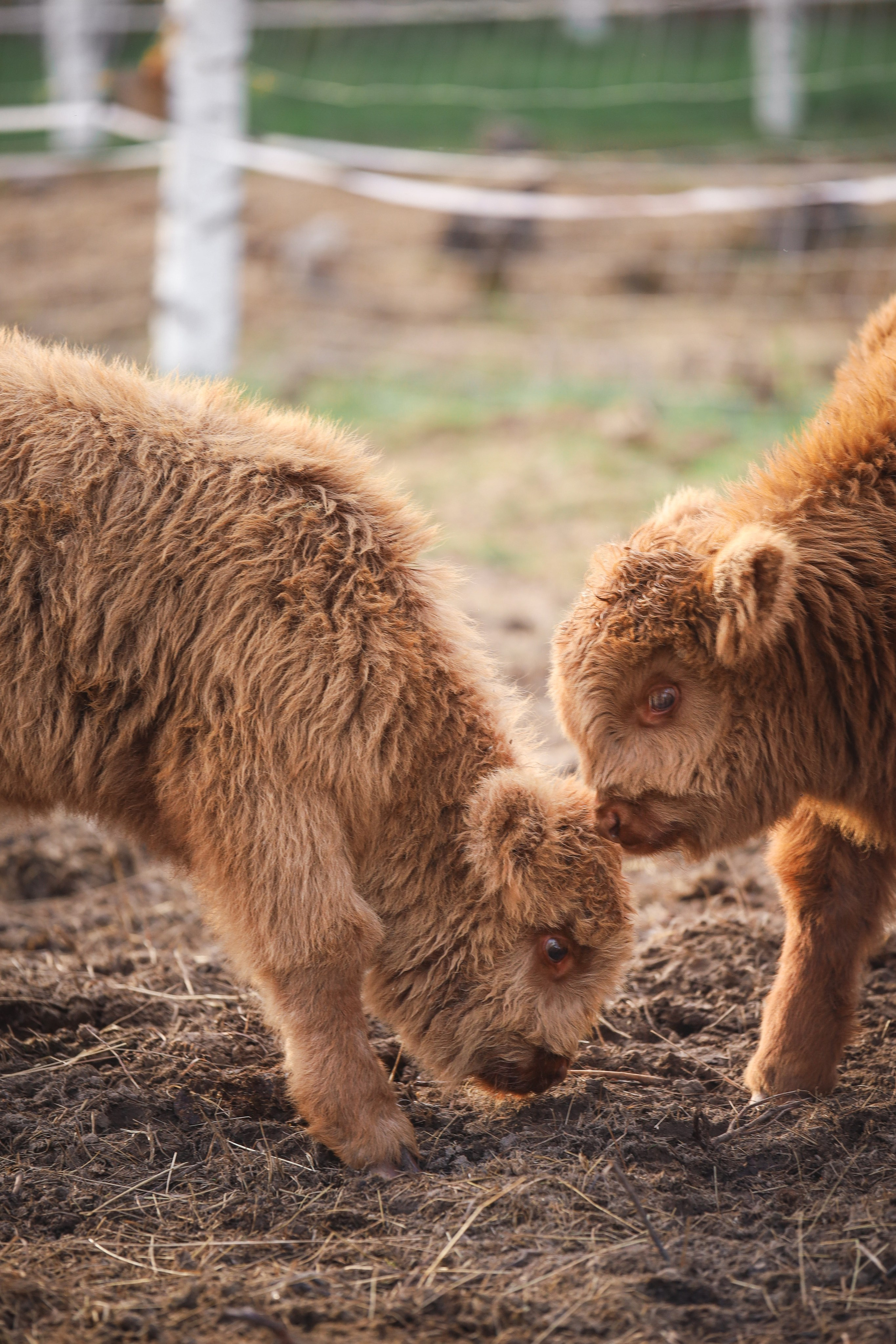 Животные. Фотограф в Москве Бастракова Юлия