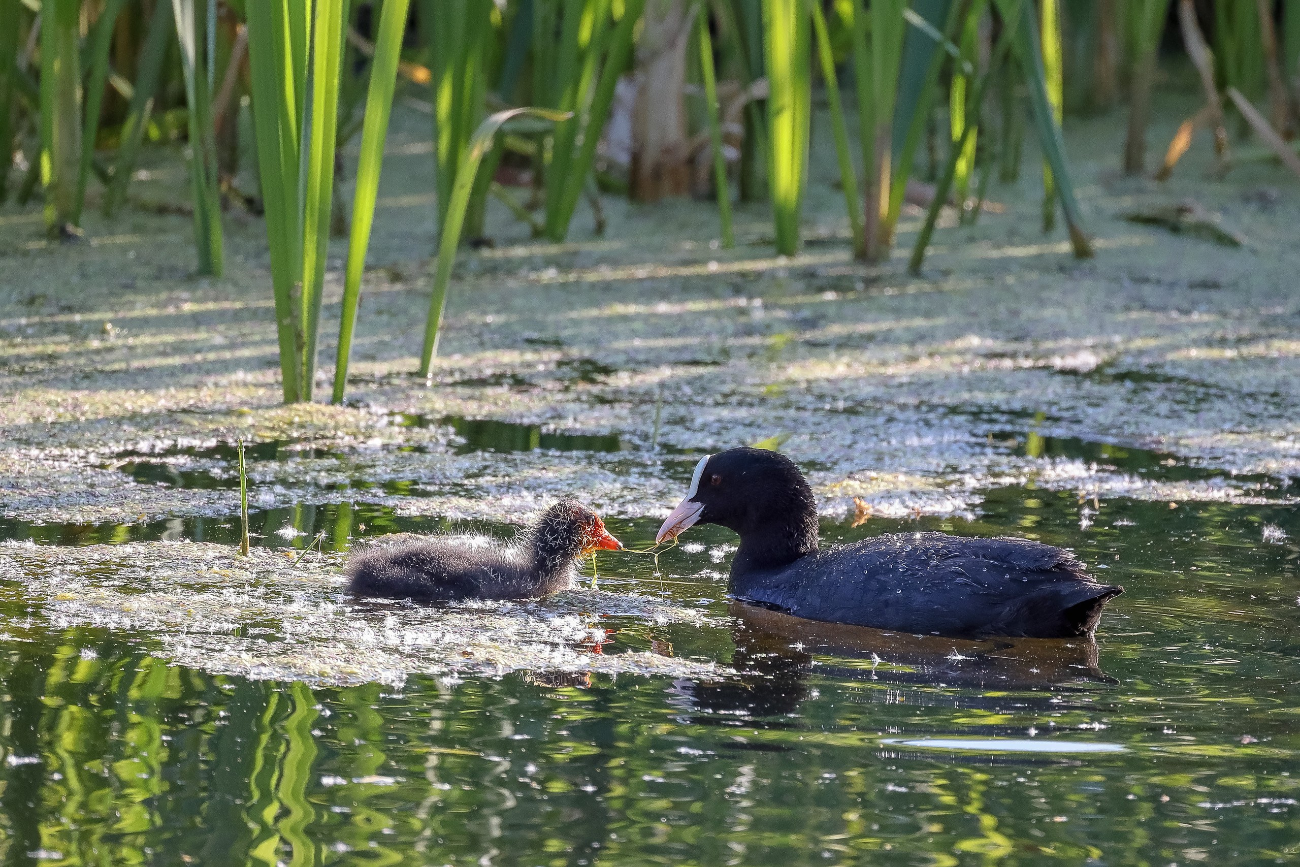  Две утки лысухи: взрослая и птенец на воде