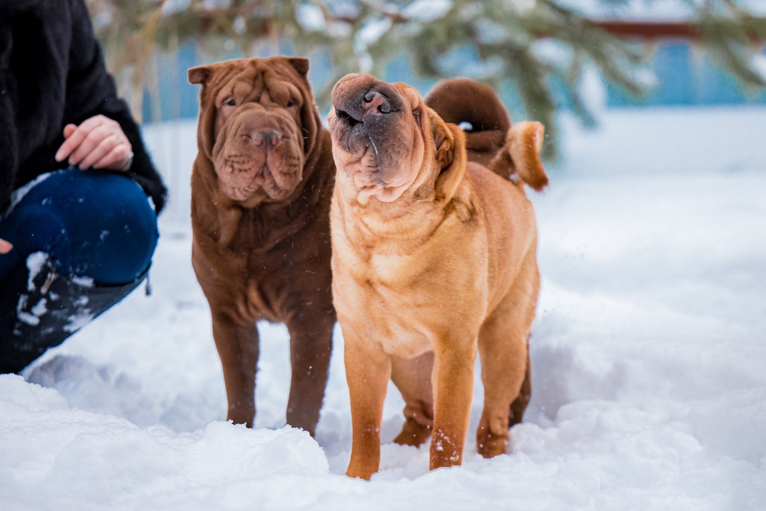 В гостях у шарпеев 16.01.2024. Фотограф-анималист Юлия Германика