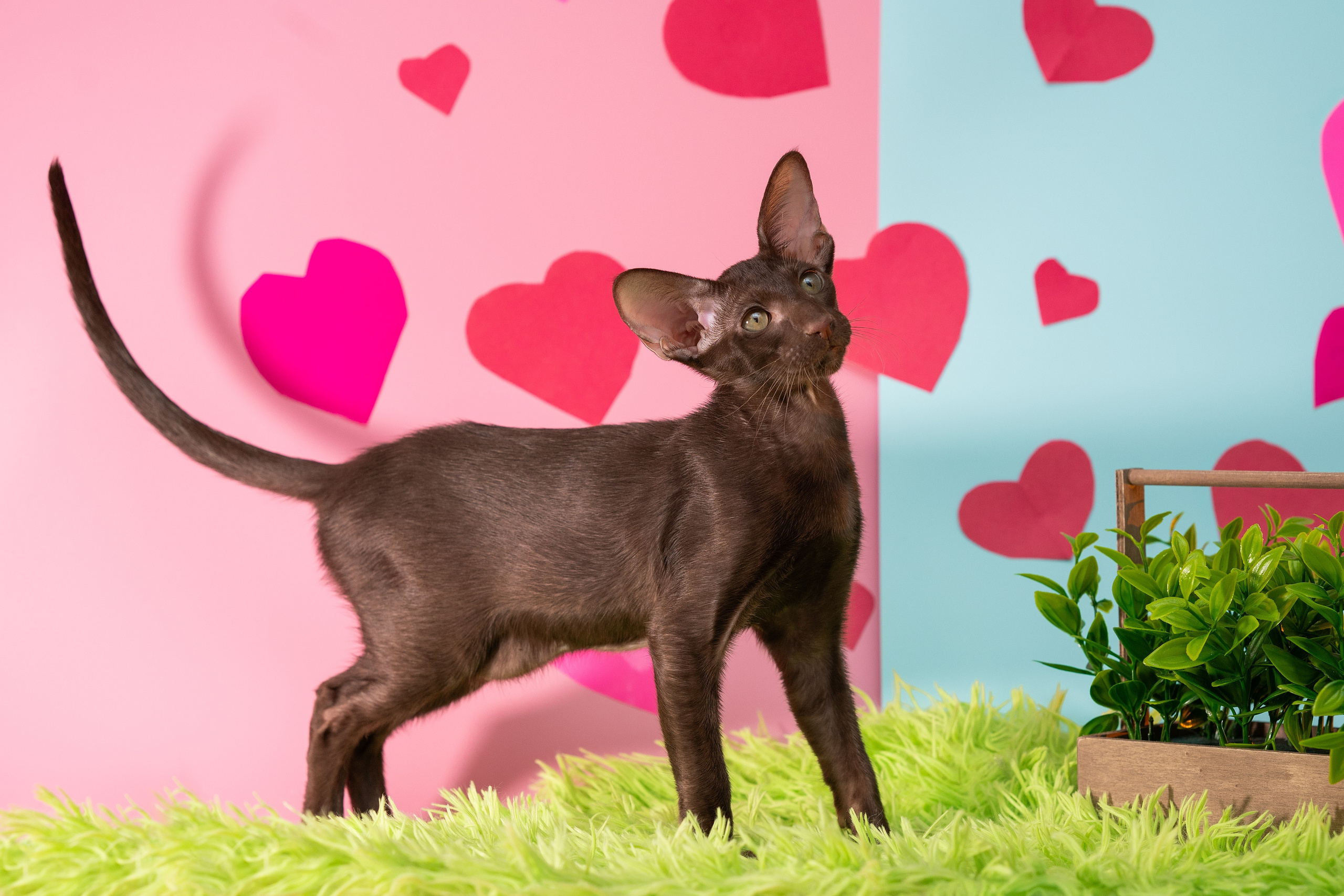 Заводчик Юлия Панова. Творческий фотограф Вологда