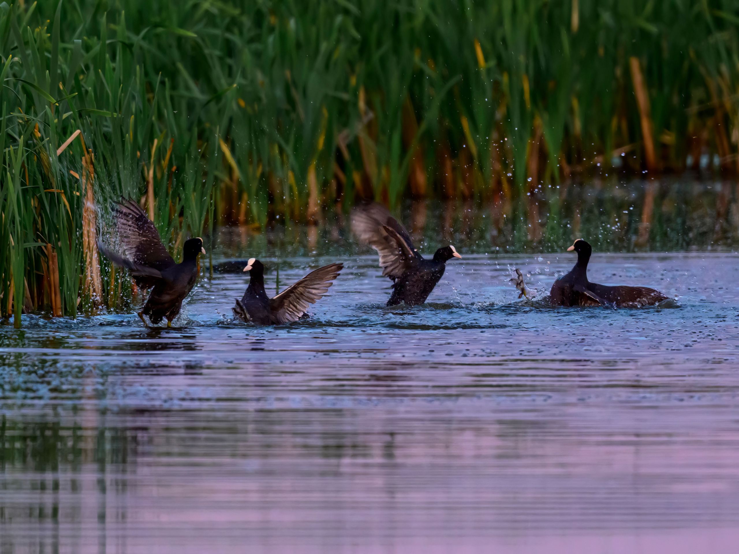 Драки лысух и лунь. Wildlife photography by Sergey Puponin