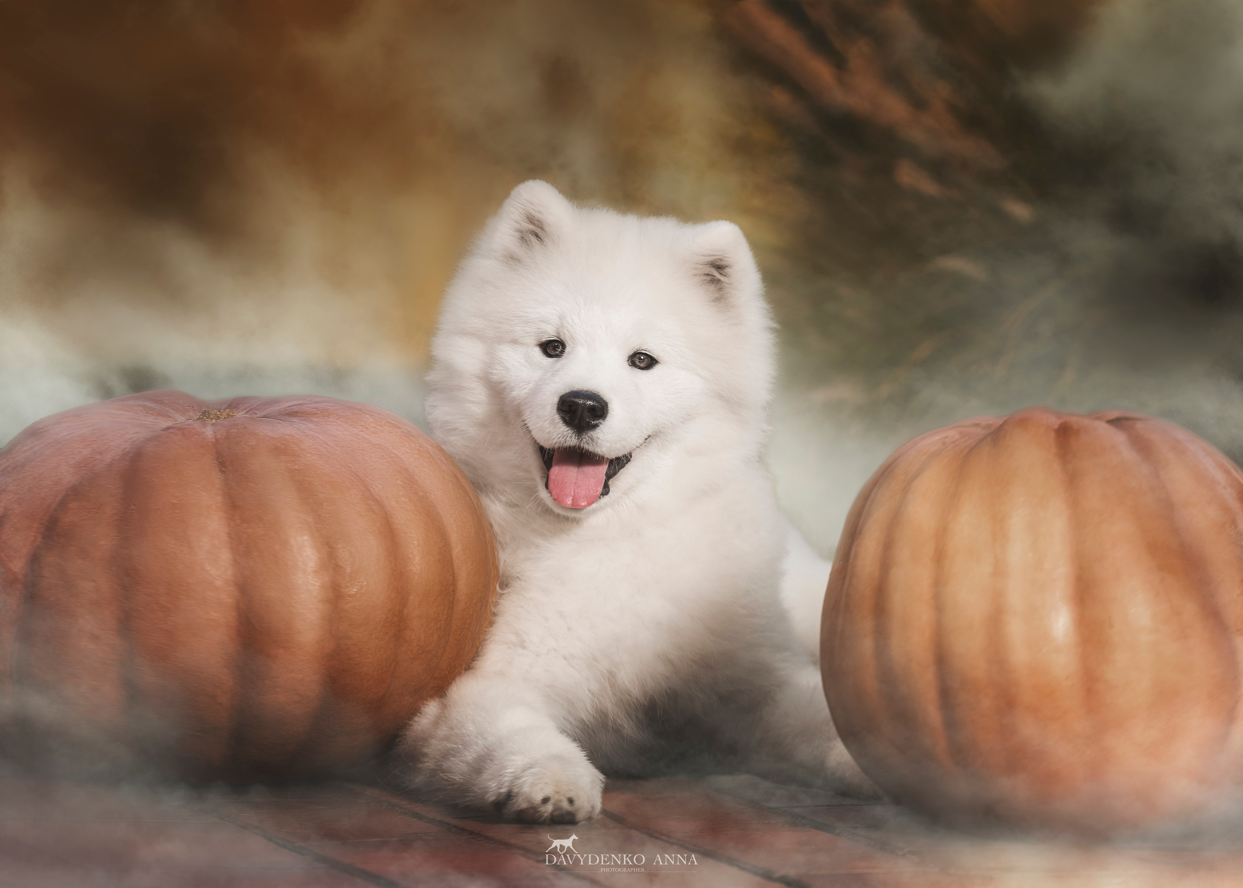 выставка собак фотограф краснодар