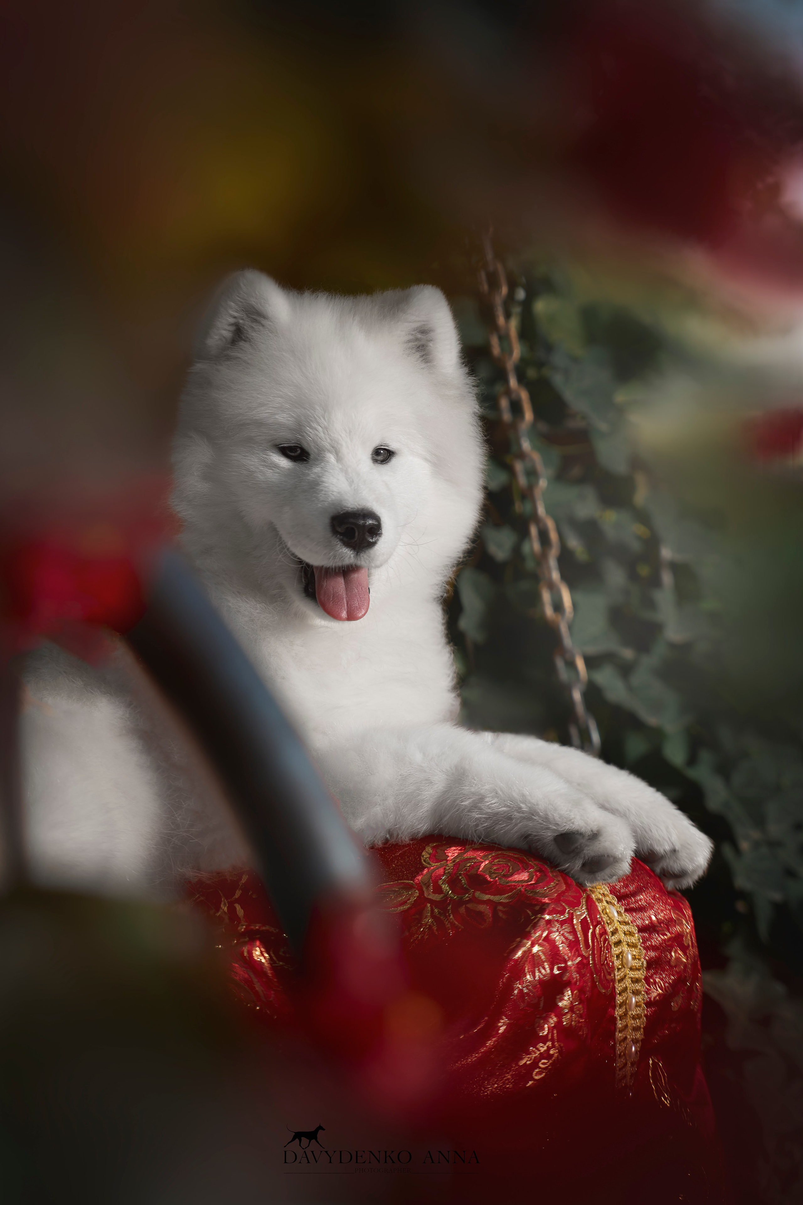 Животные отдельно