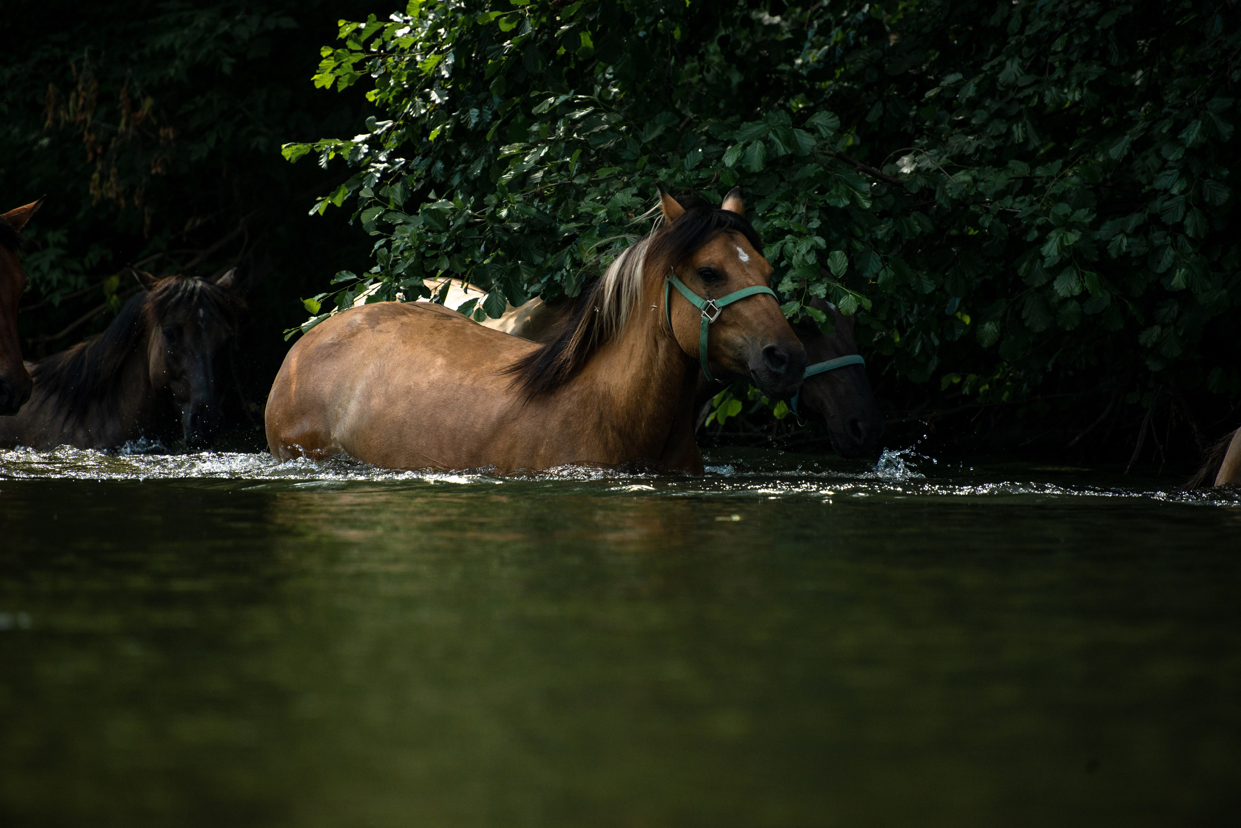 Купала в Родославном. Конный фотограф в Саратове Юлия Иванова