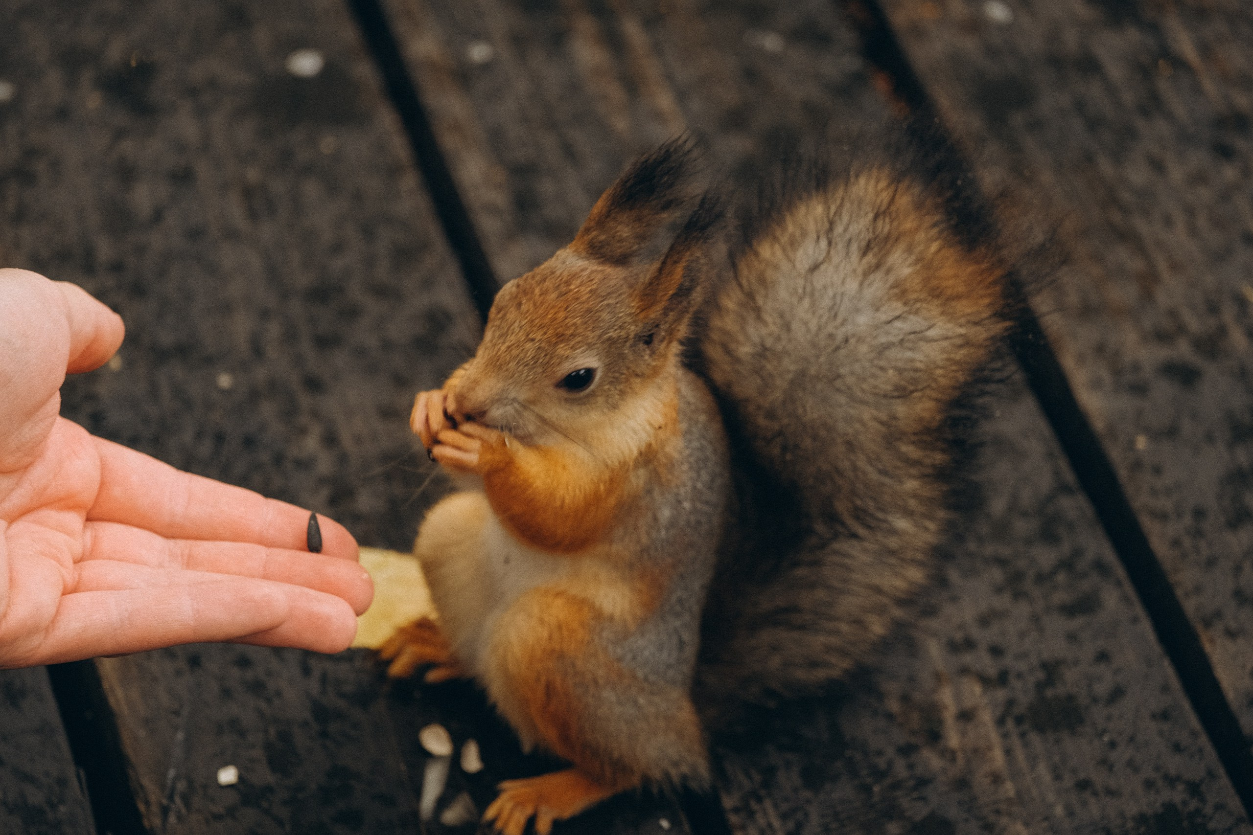 День рождения малышки. Профессиональный фотограф, Санкт-Петербург — Виктория Богомолова