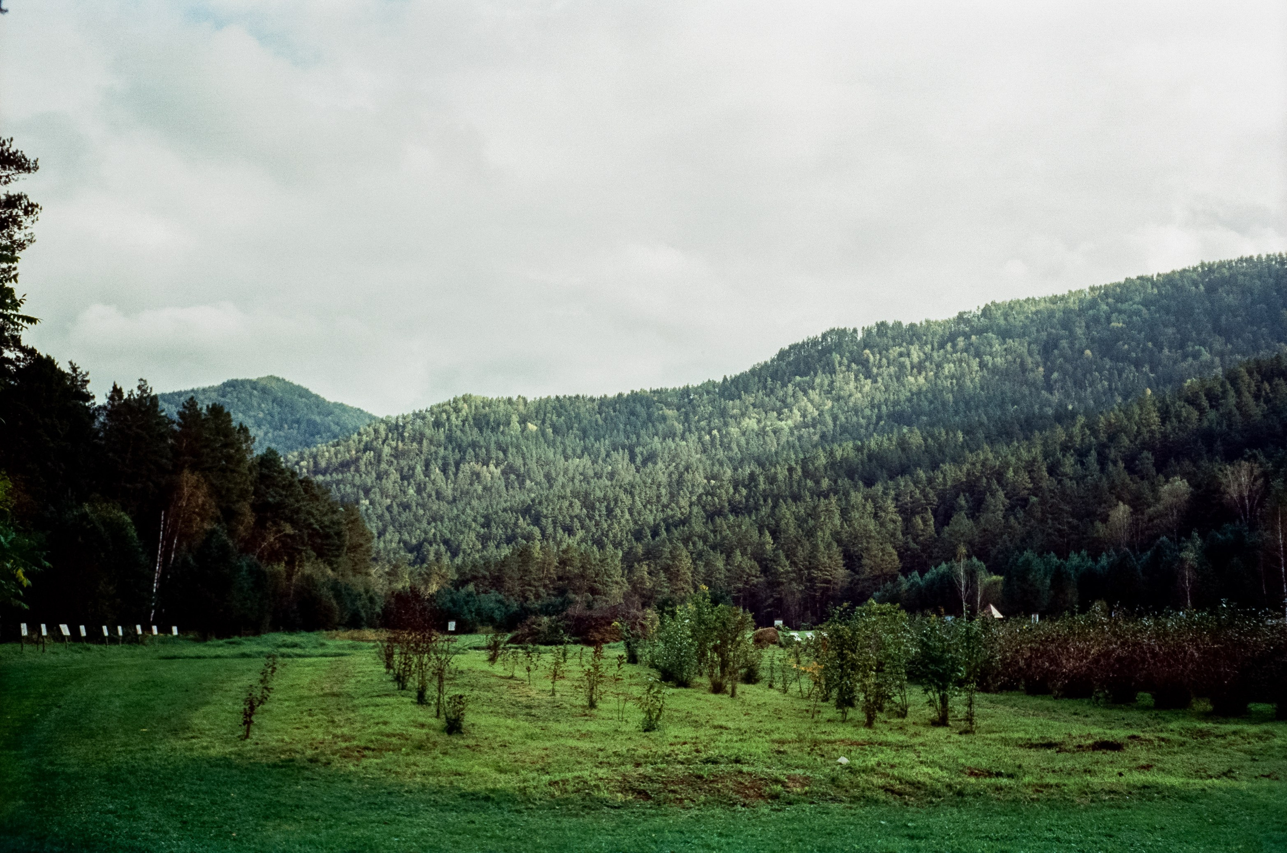 Горно-Алтайский ботанический сад / 13 сентября 2024 года / Minox 35 GT / SFL 250D