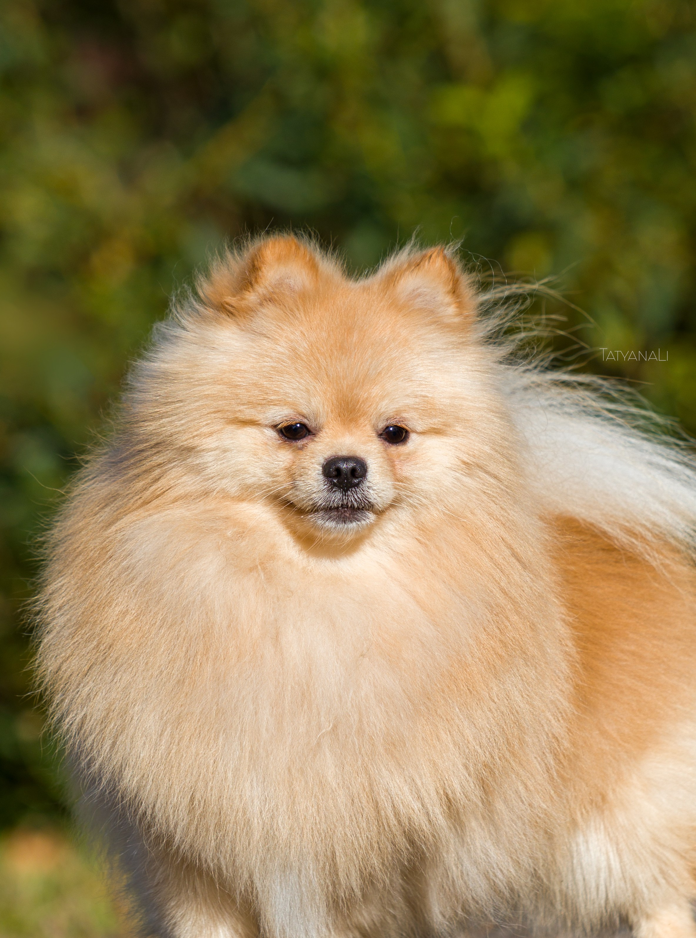 Немецкий шпиц миниатюрный. Фотограф — анималист Татьяна Ли