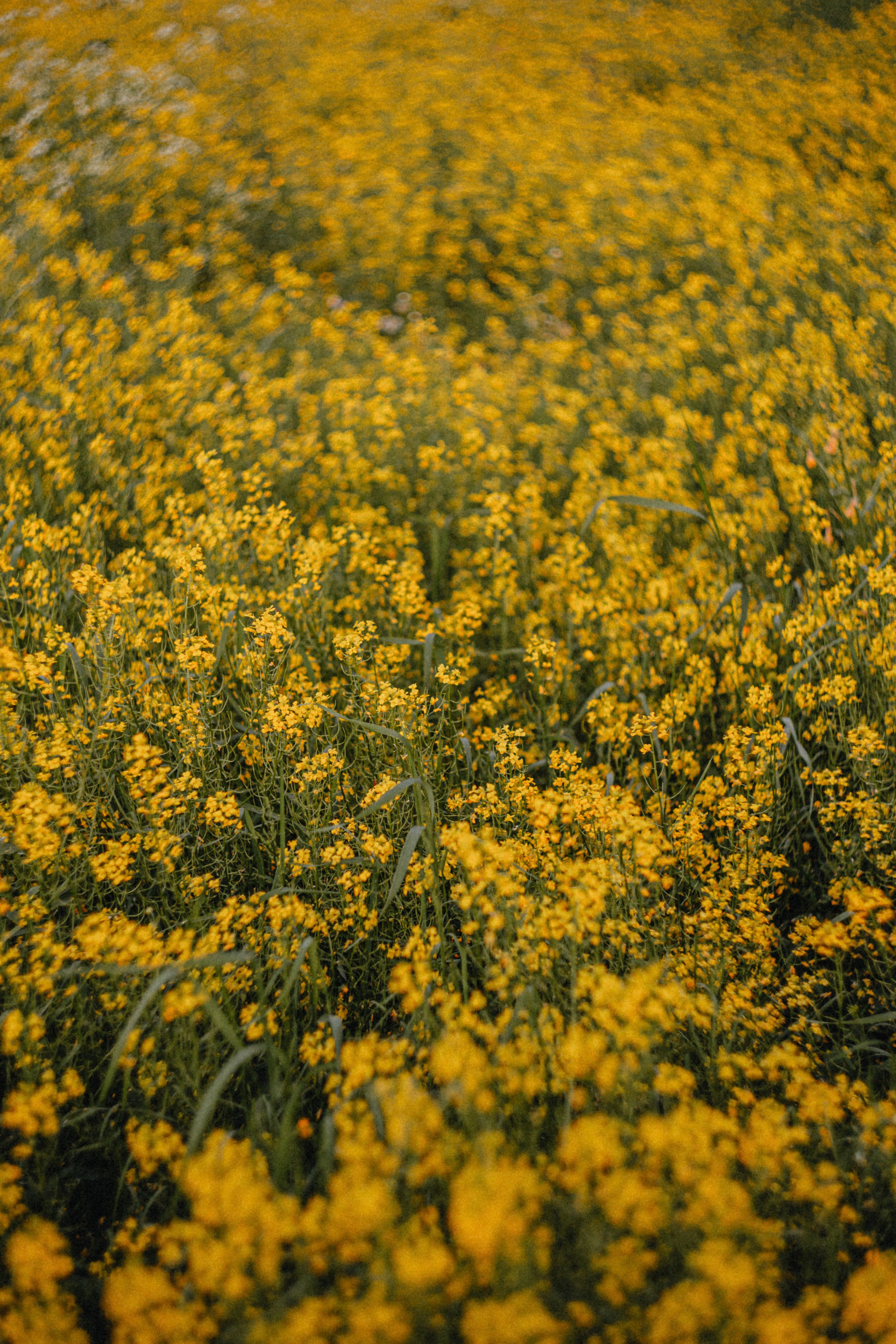 JULIA. Портретный и Семейный фотограф в Санкт-Петербурге Rocket Alice