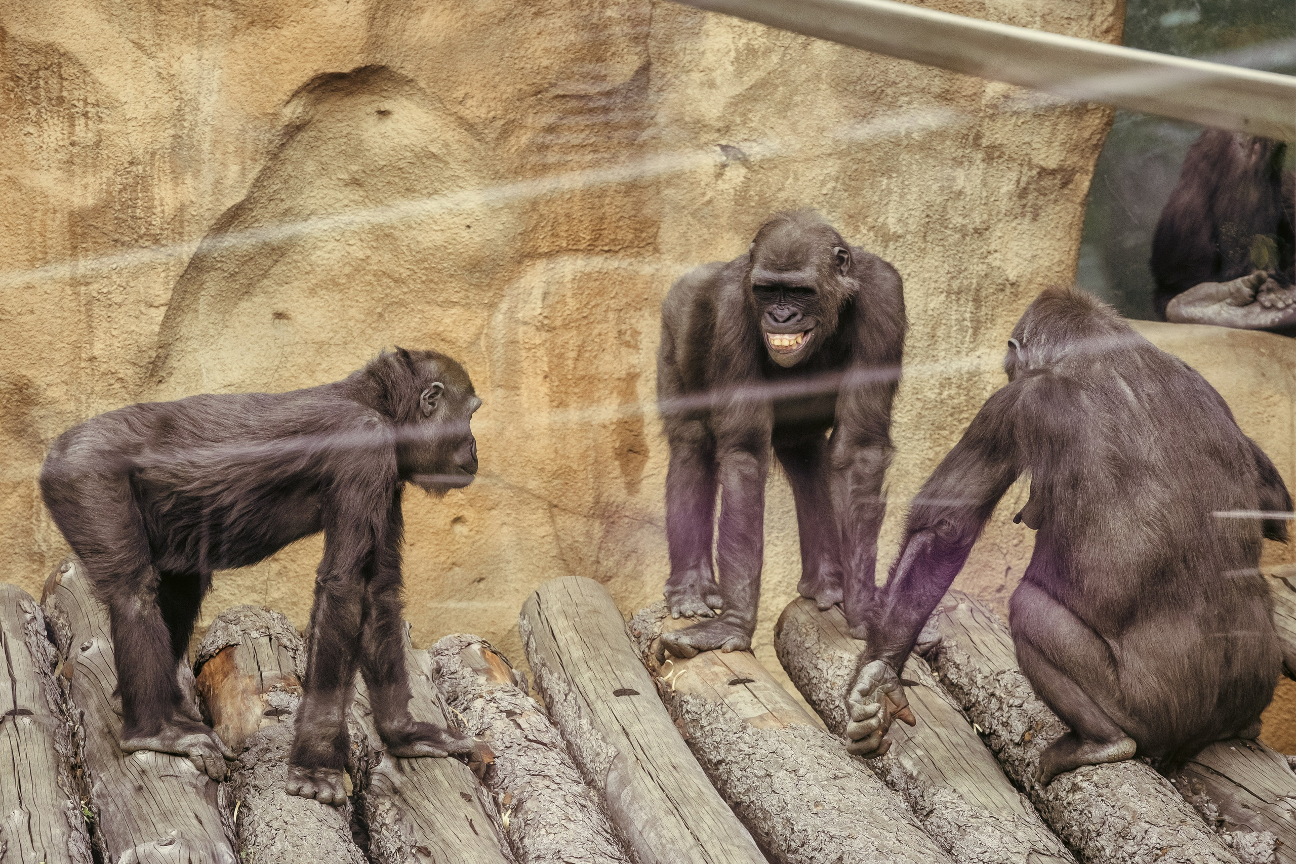 Зоопарк. Photomantis