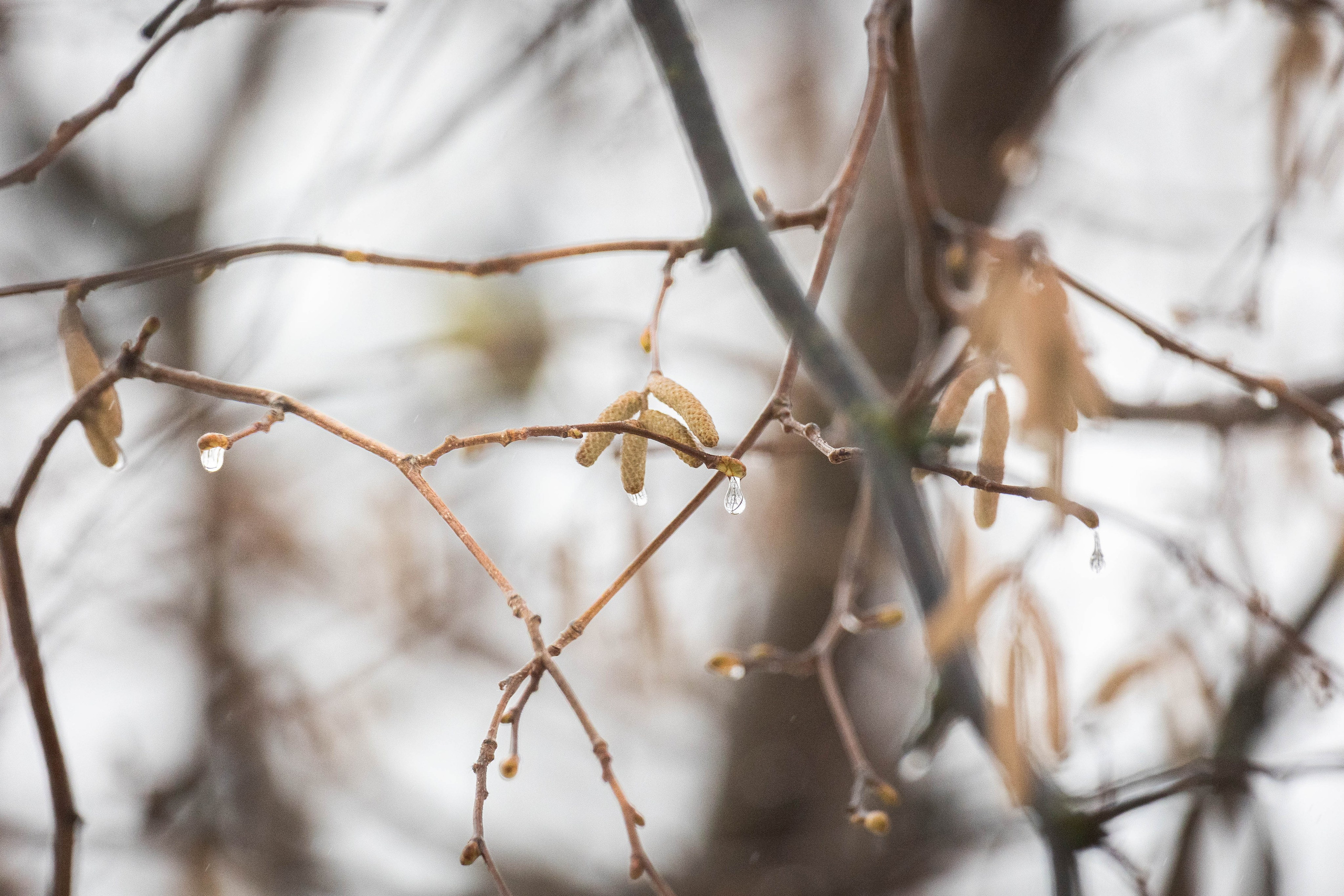 Дикий животный мир. Фотограф-АниМалист Анна Абрамова