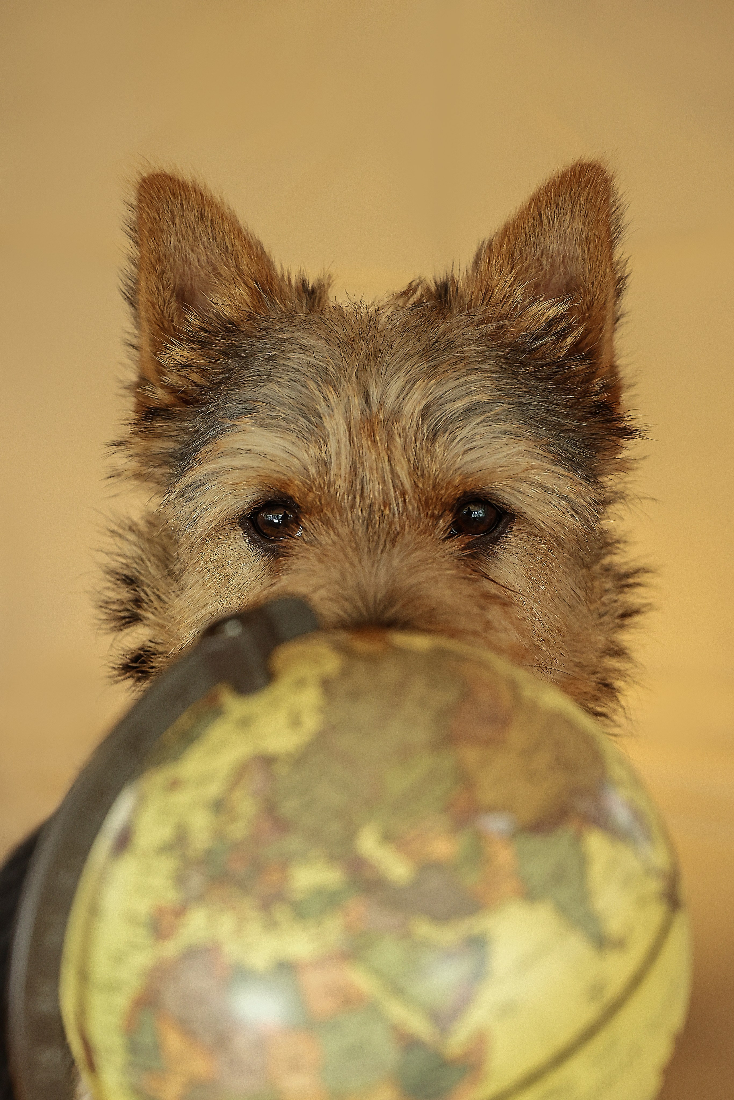 В СТУДИИ. Фотограф-АниМалист Анна Абрамова