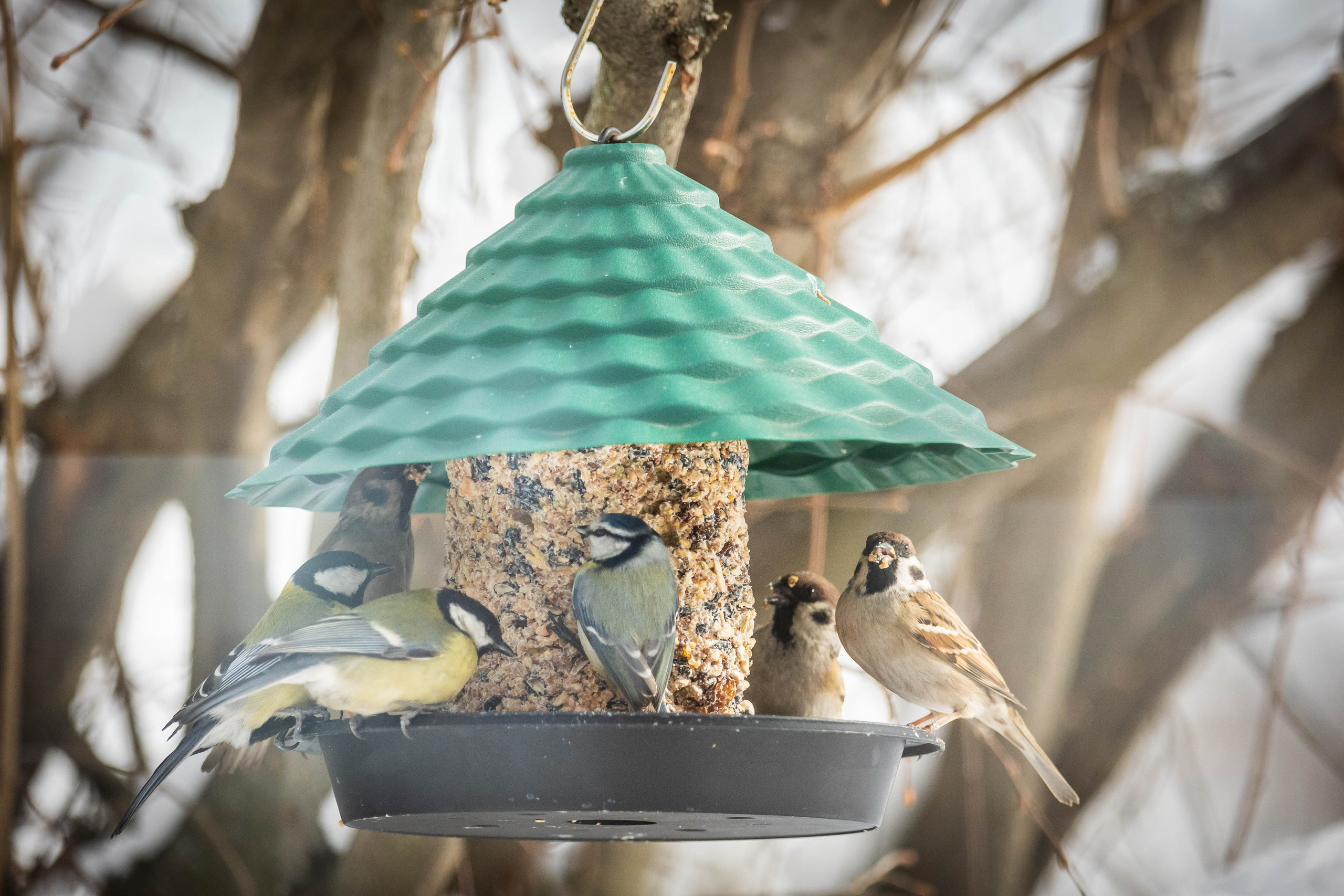 Дикий животный мир. Фотограф-АниМалист Анна Абрамова