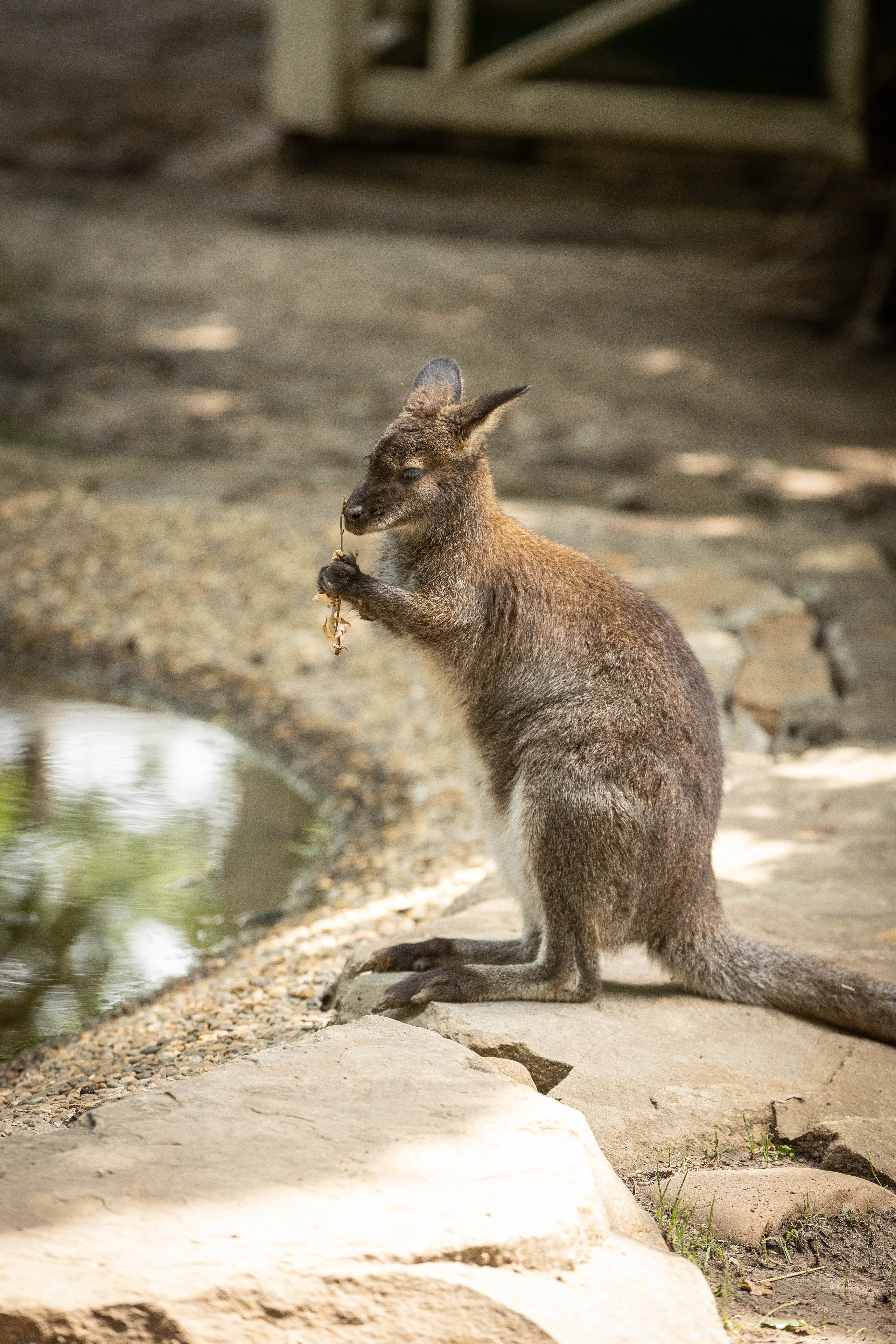 Зоопарк Малинки. Фотограф-АниМалист Анна Абрамова