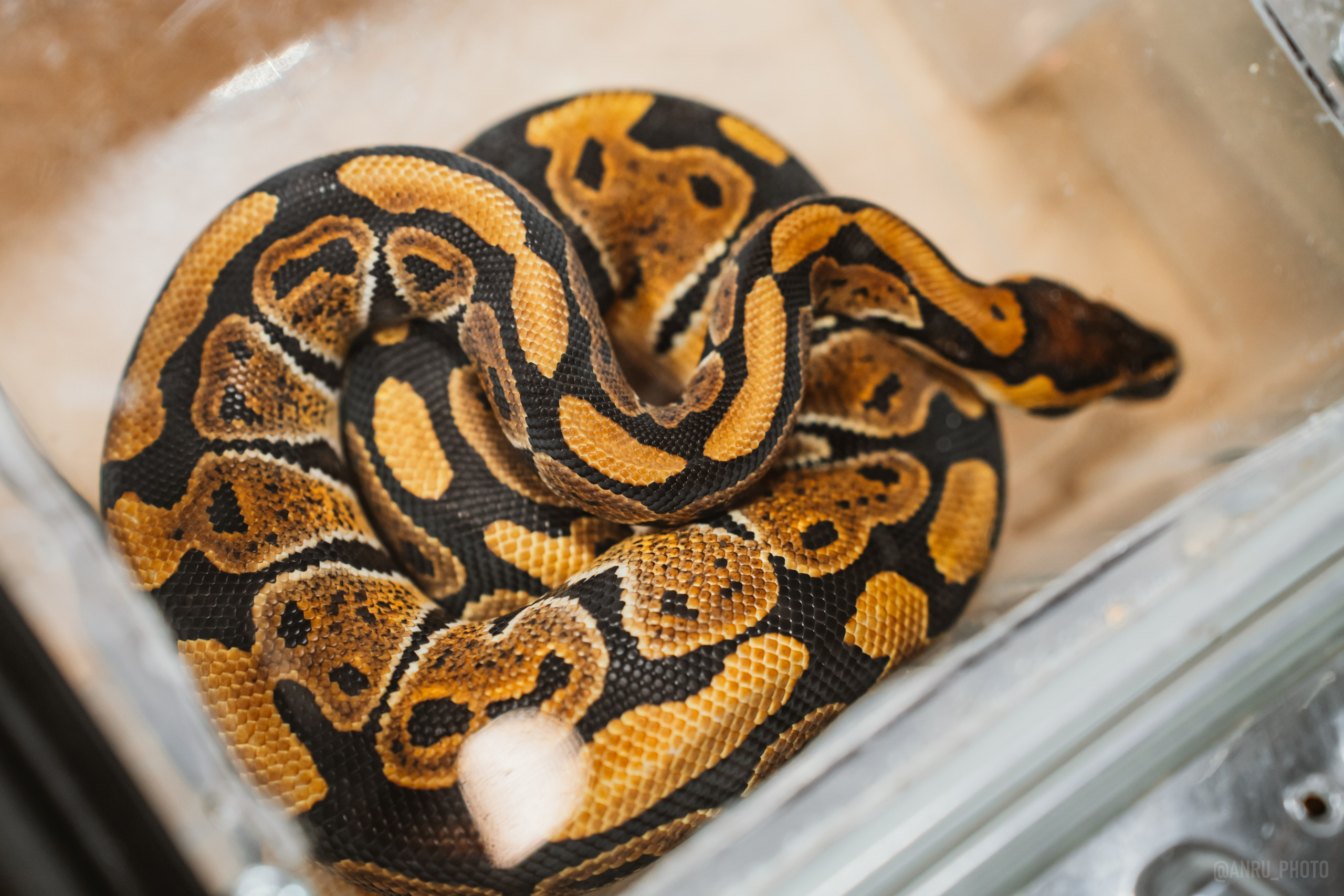 Рептилиум. Репортажный фотограф Анастасия Рубцова