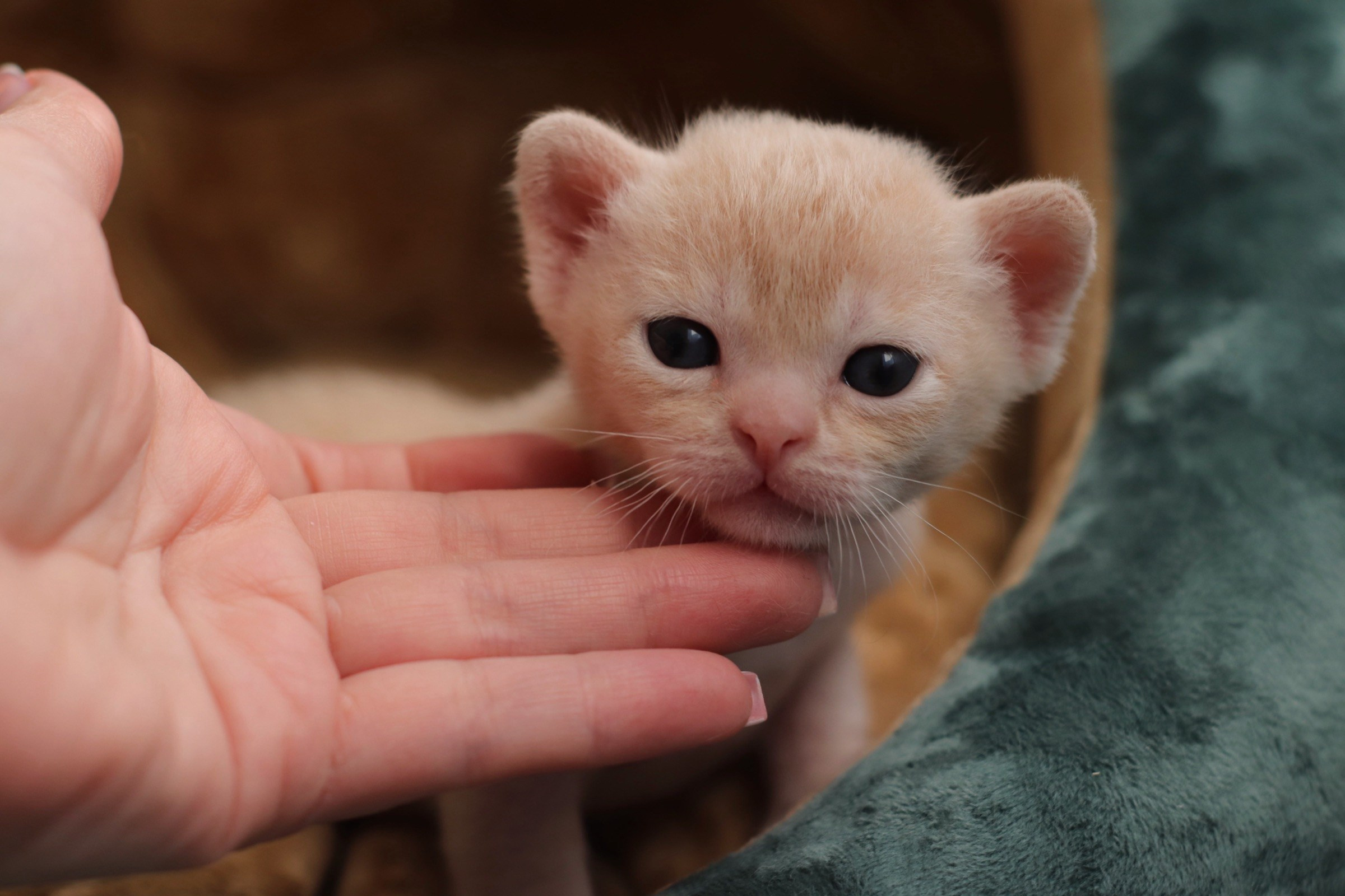 бурманские котята, кремовые бурманские котята, бурманские, питомники бурм, лиловая бурма, лиловокремовая бурма, burlabella, питомник бурлабелла