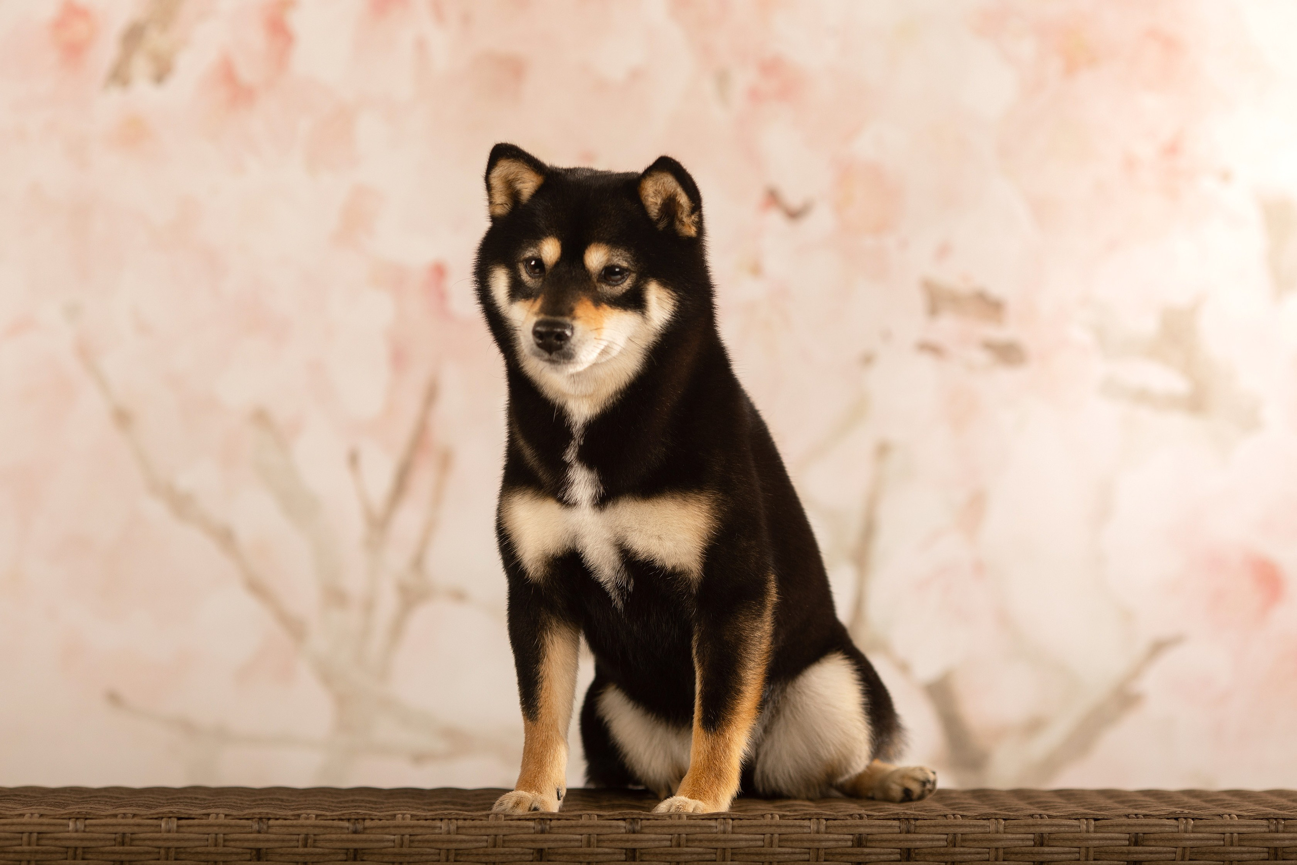 Собаки. Конный фотограф Валынкина Лера