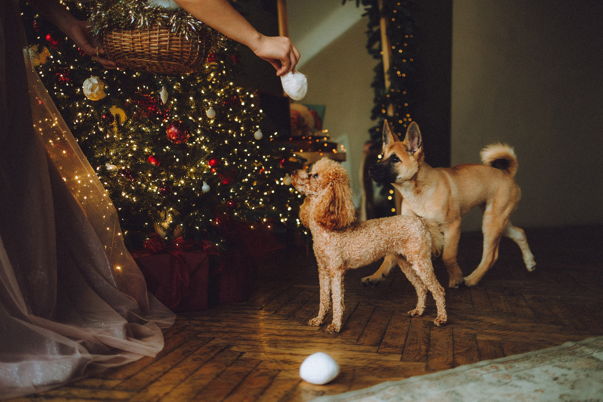 Джули, Шелли и их семья