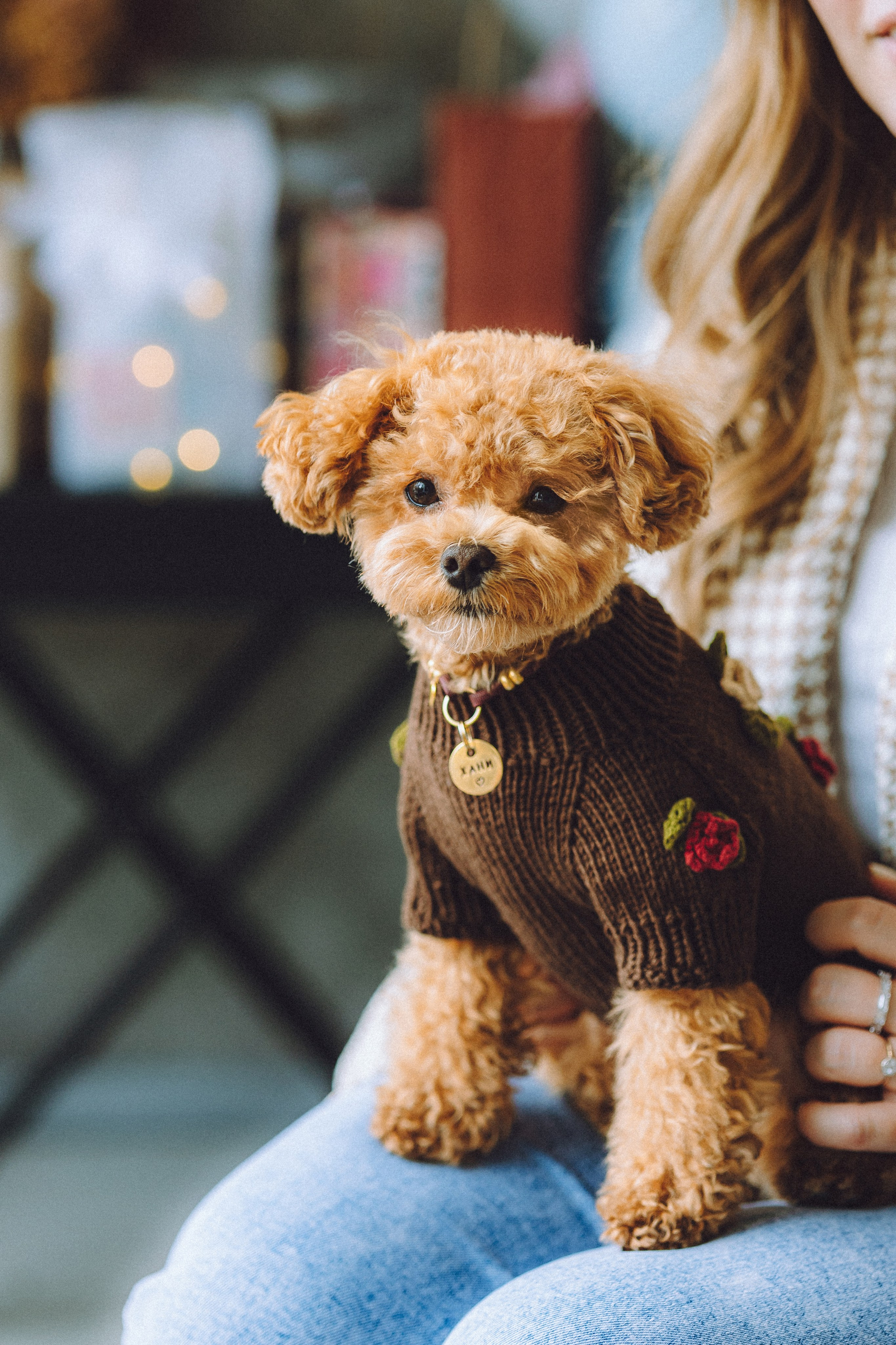 День Рождения пуделя Глаши