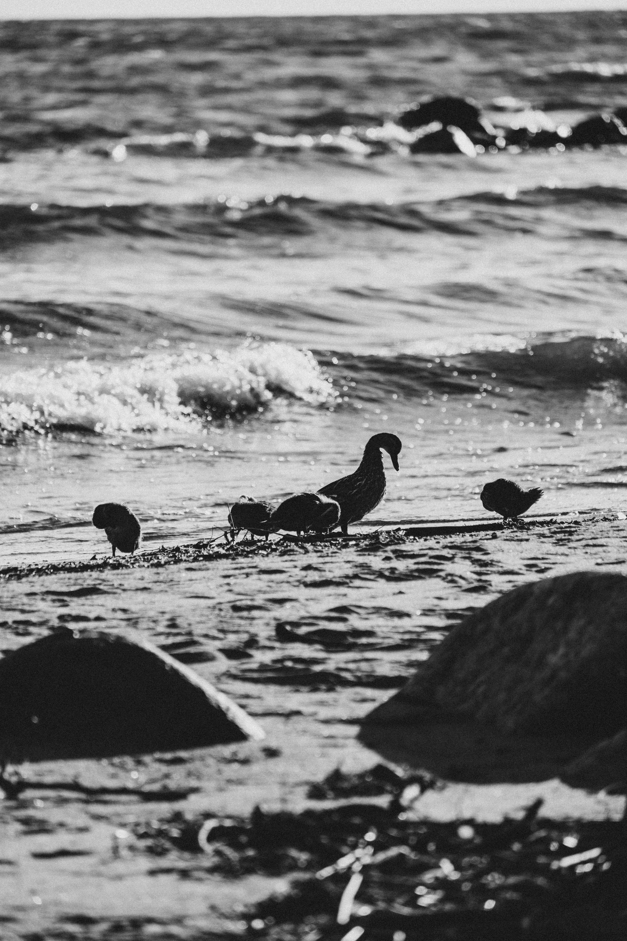 ПРОГУЛКА НА БЕРЕГУ ФИНСКОГО ЗАЛИВА. Профессиональный фотограф, Санкт-Петербург — Виктория Богомолова