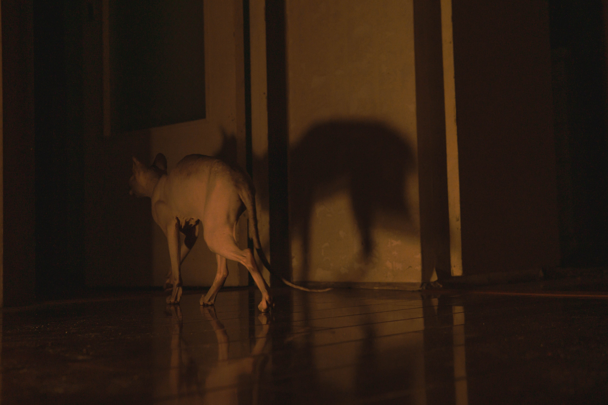 Бандит. Фотограф-анималист Ксения Воробьева, Москва