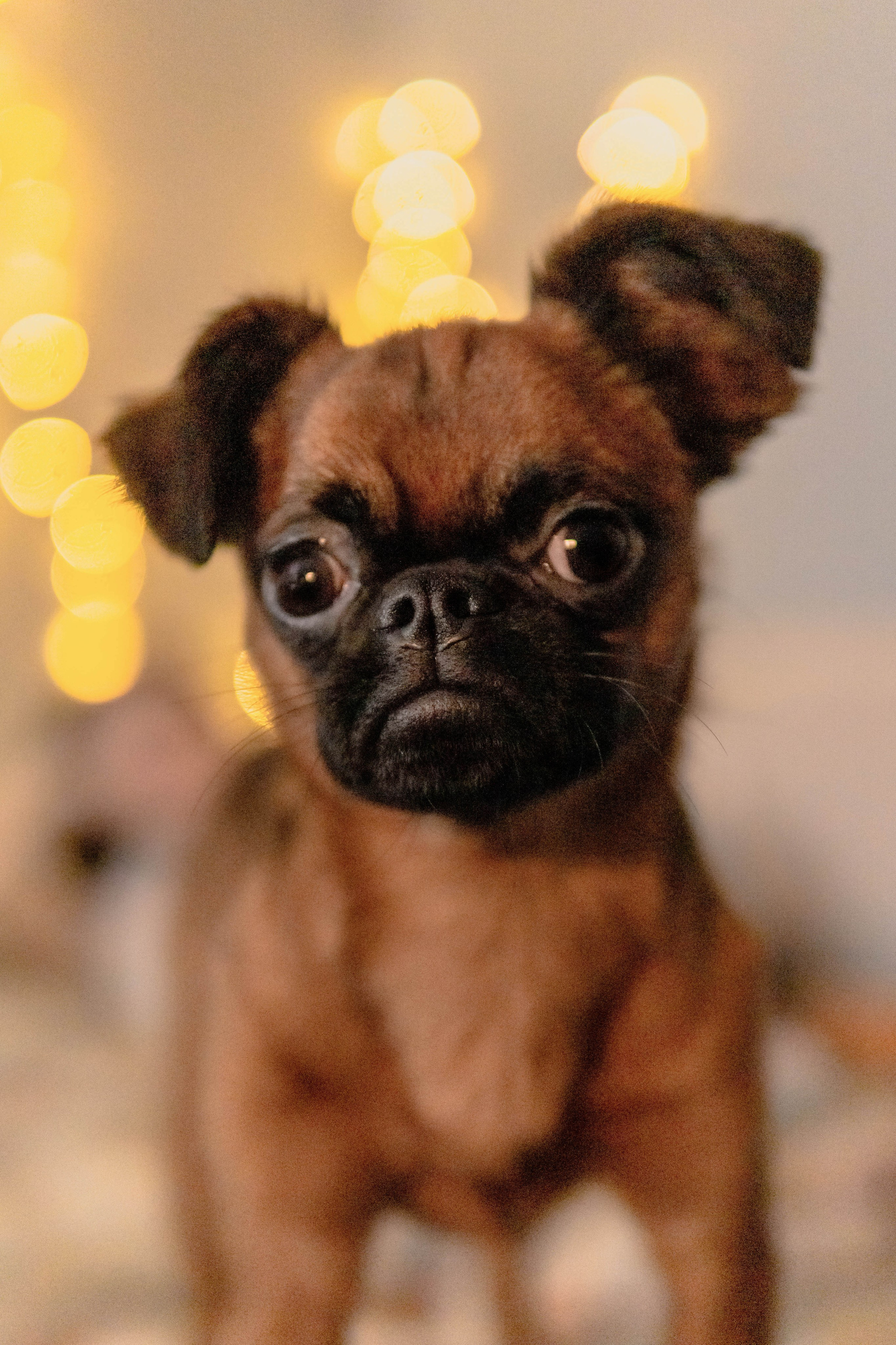 Надя и Ефим. Фотограф-анималист Ксения Воробьева, Москва