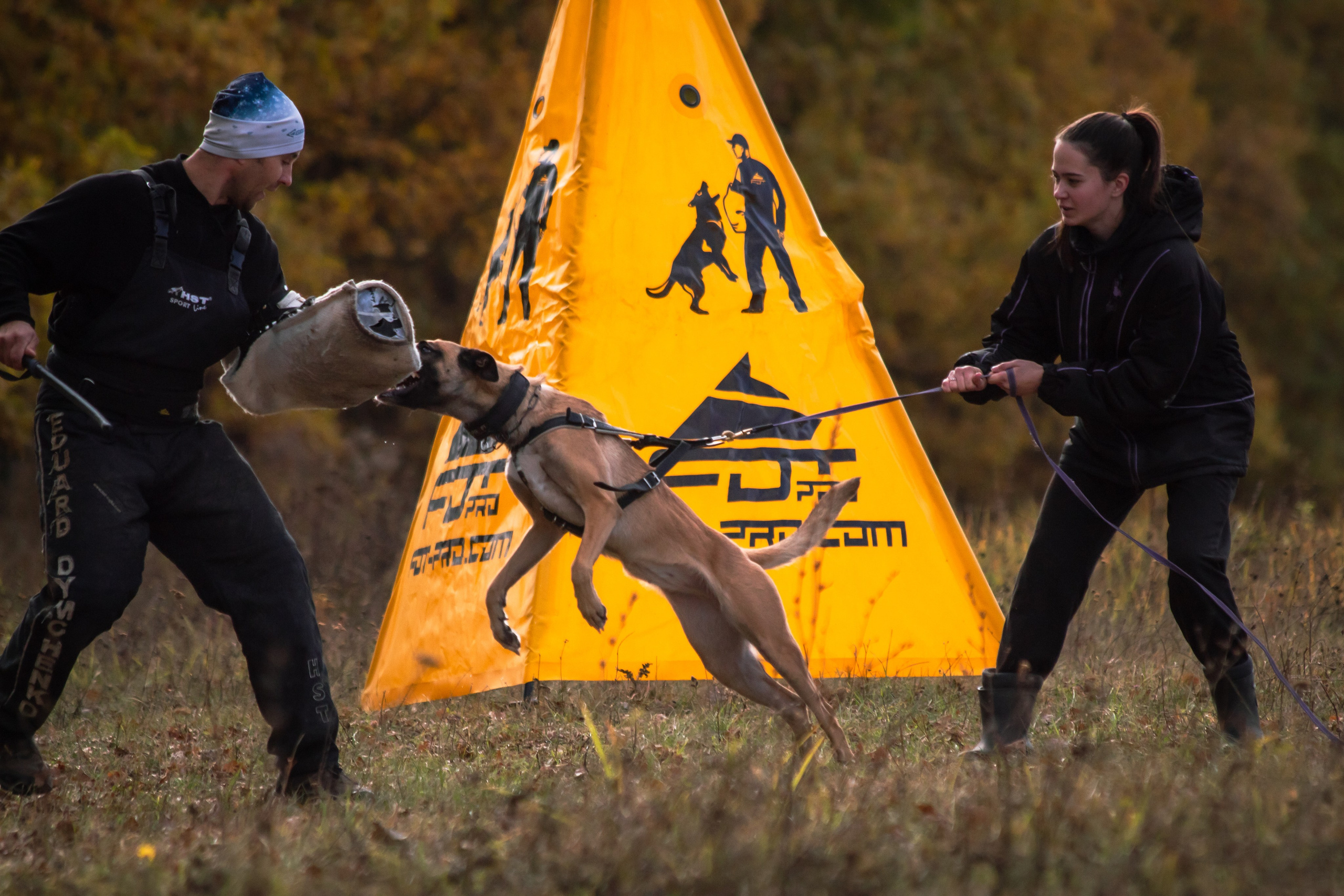 Тренинг защитного раздела. Фотограф анималист — Тула, Москва