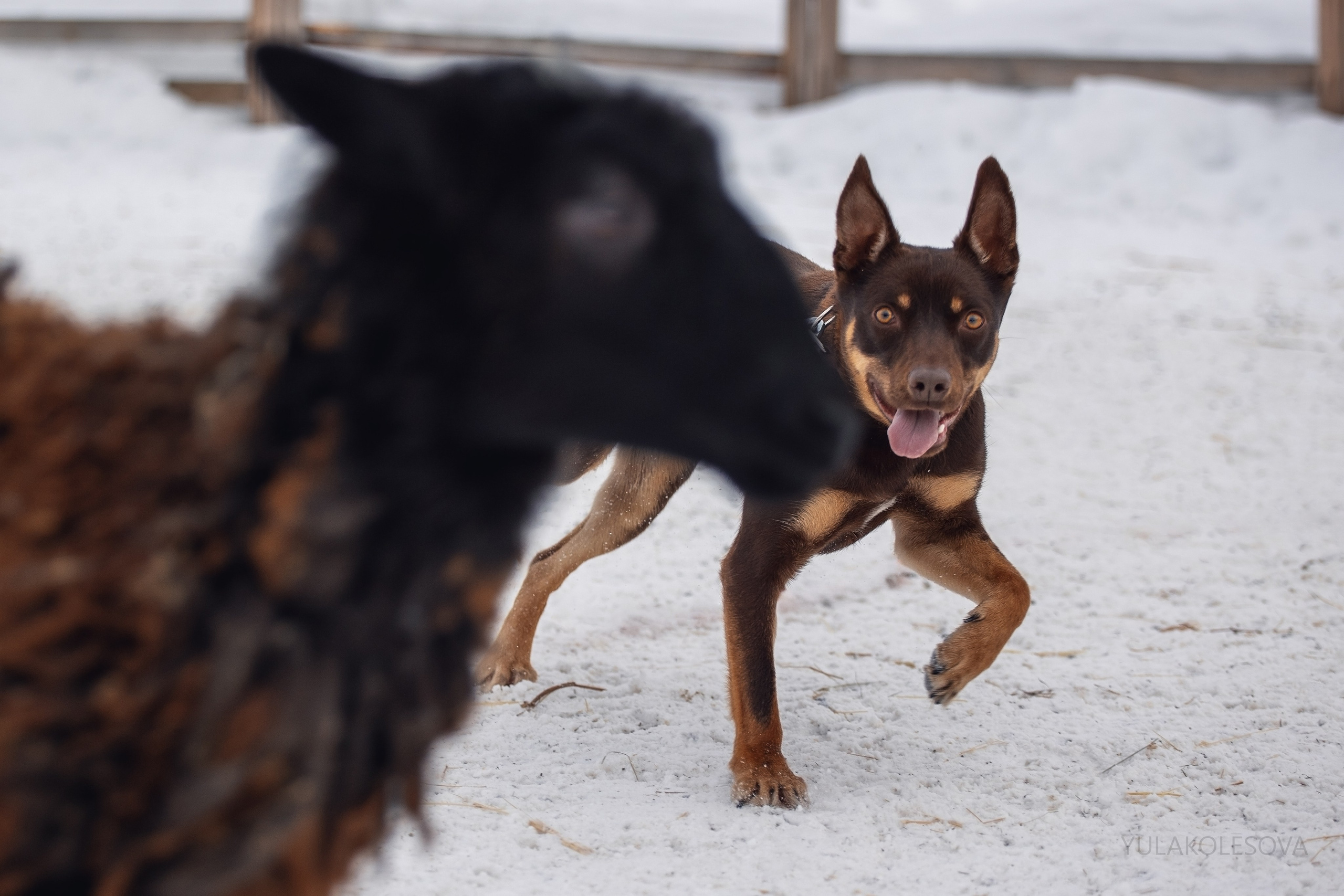 Алиса и Вегас. YULA KOLESOVA | Фотограф — Анималист | Художник | Тюмень