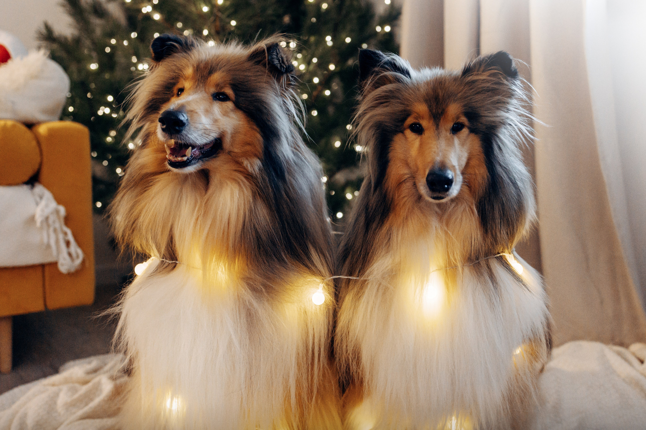 YULA KOLESOVA | Фотограф — Анималист | Художник | Тюмень