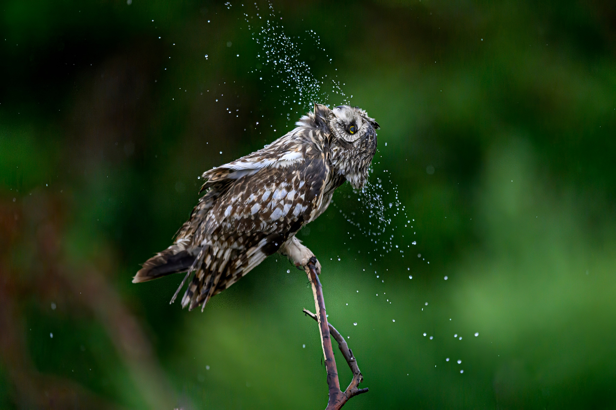 Сова и брызги. Owl and splashes. Фотограф Сергей Пупонин