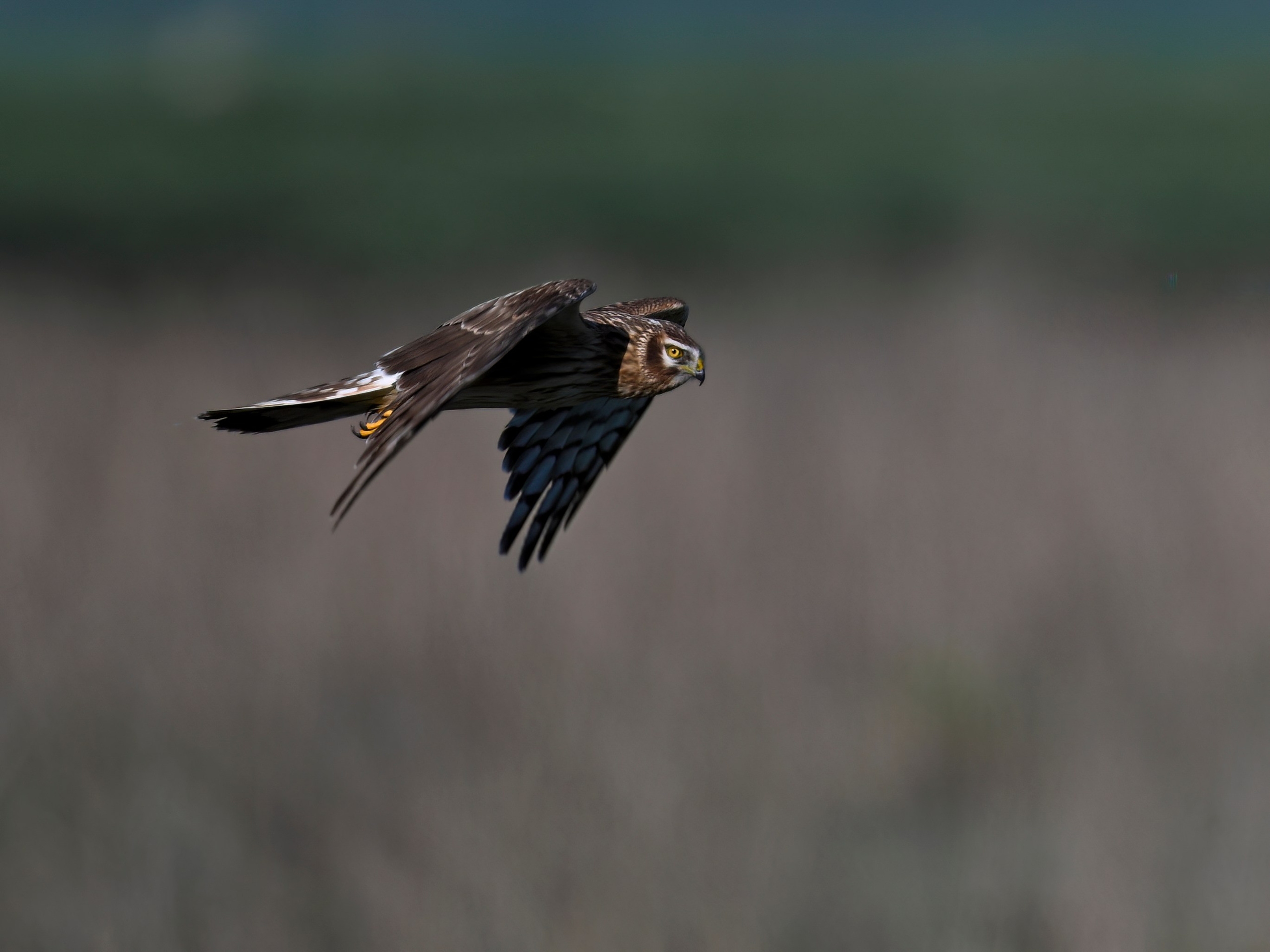 Драки лысух и лунь. Wildlife photography by Sergey Puponin