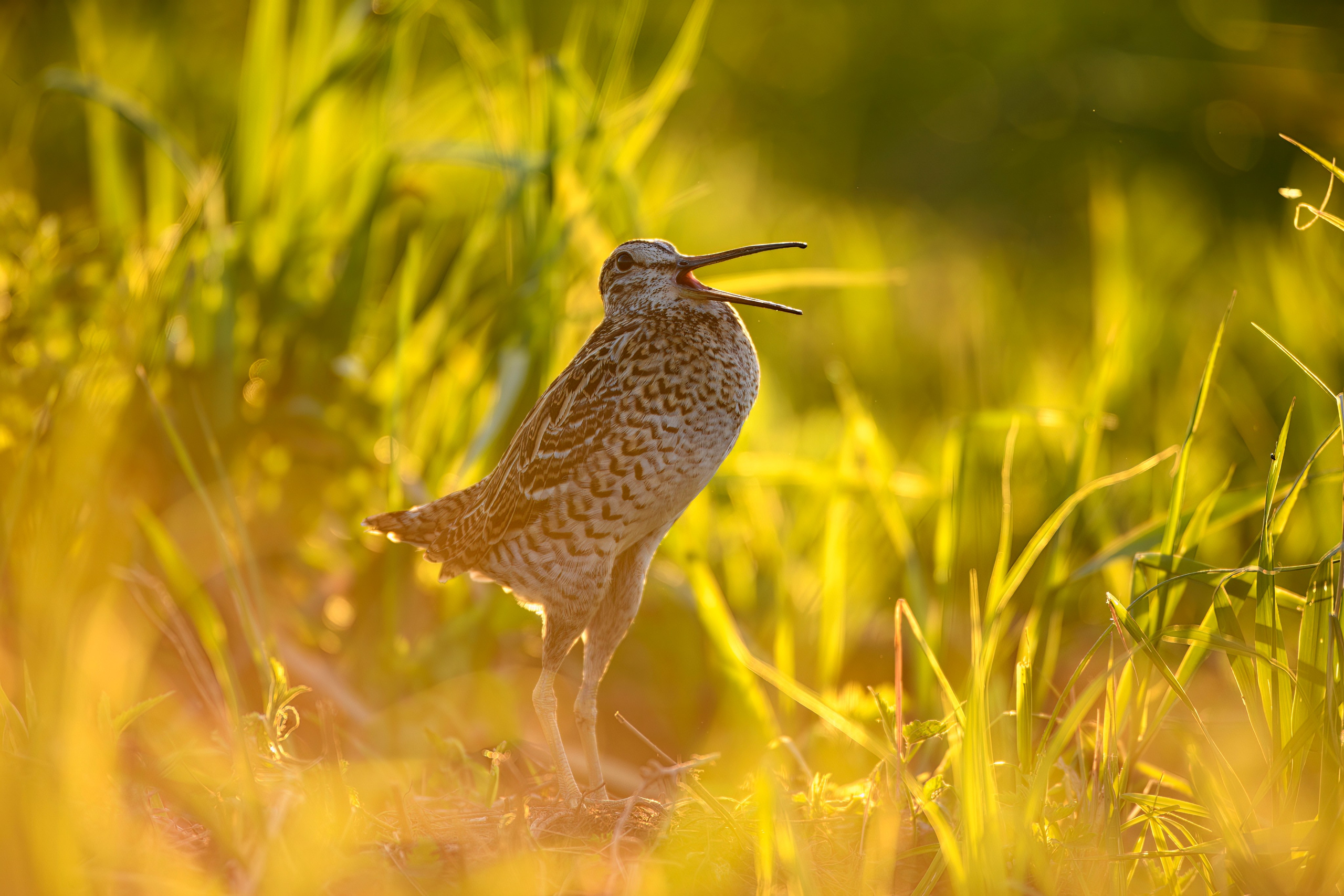 На дупелином току. Фотограф Сергей Пупонин