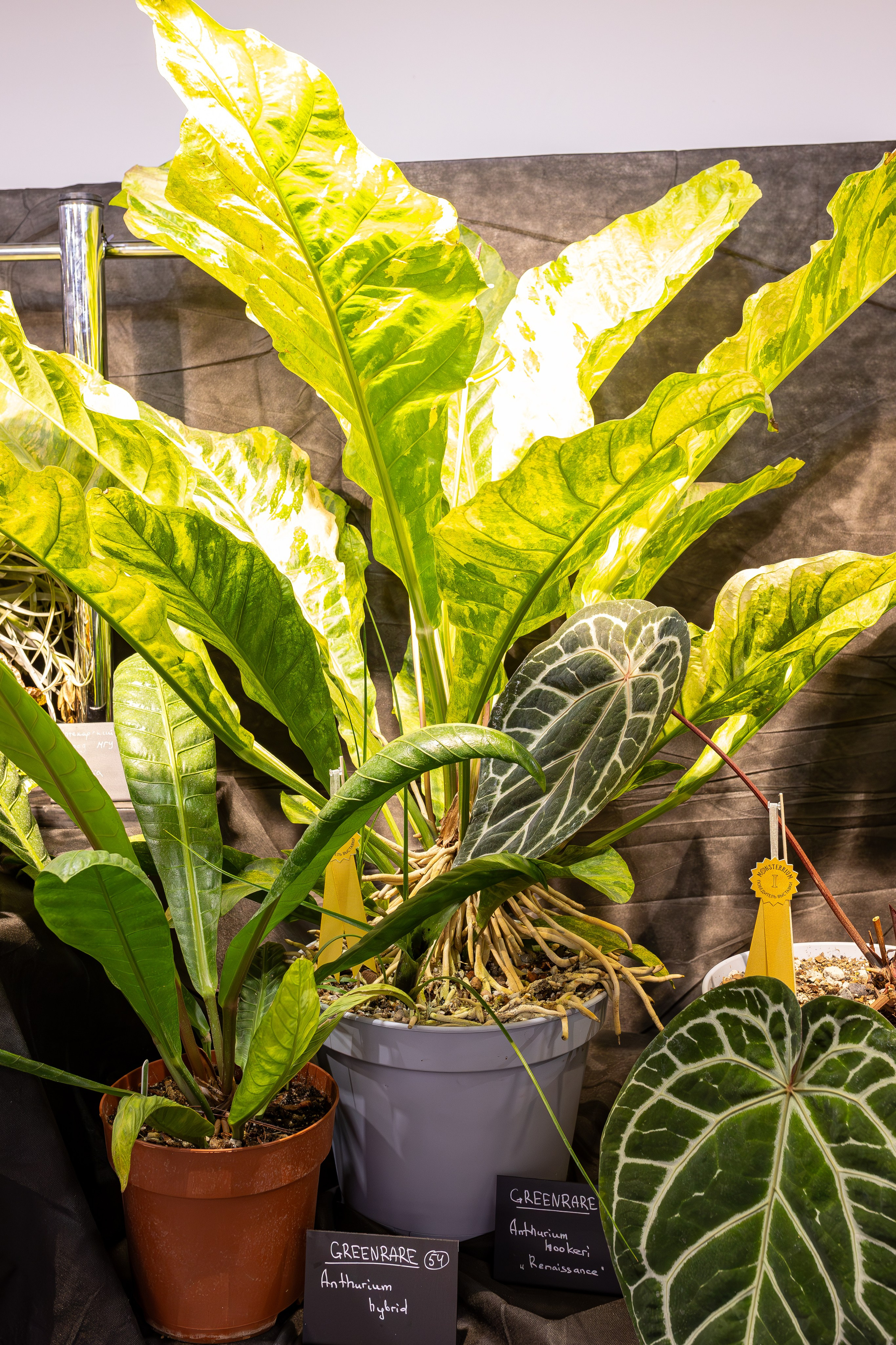 Монстериум 11–12 октября. Александра Куликова фотограф, Москва