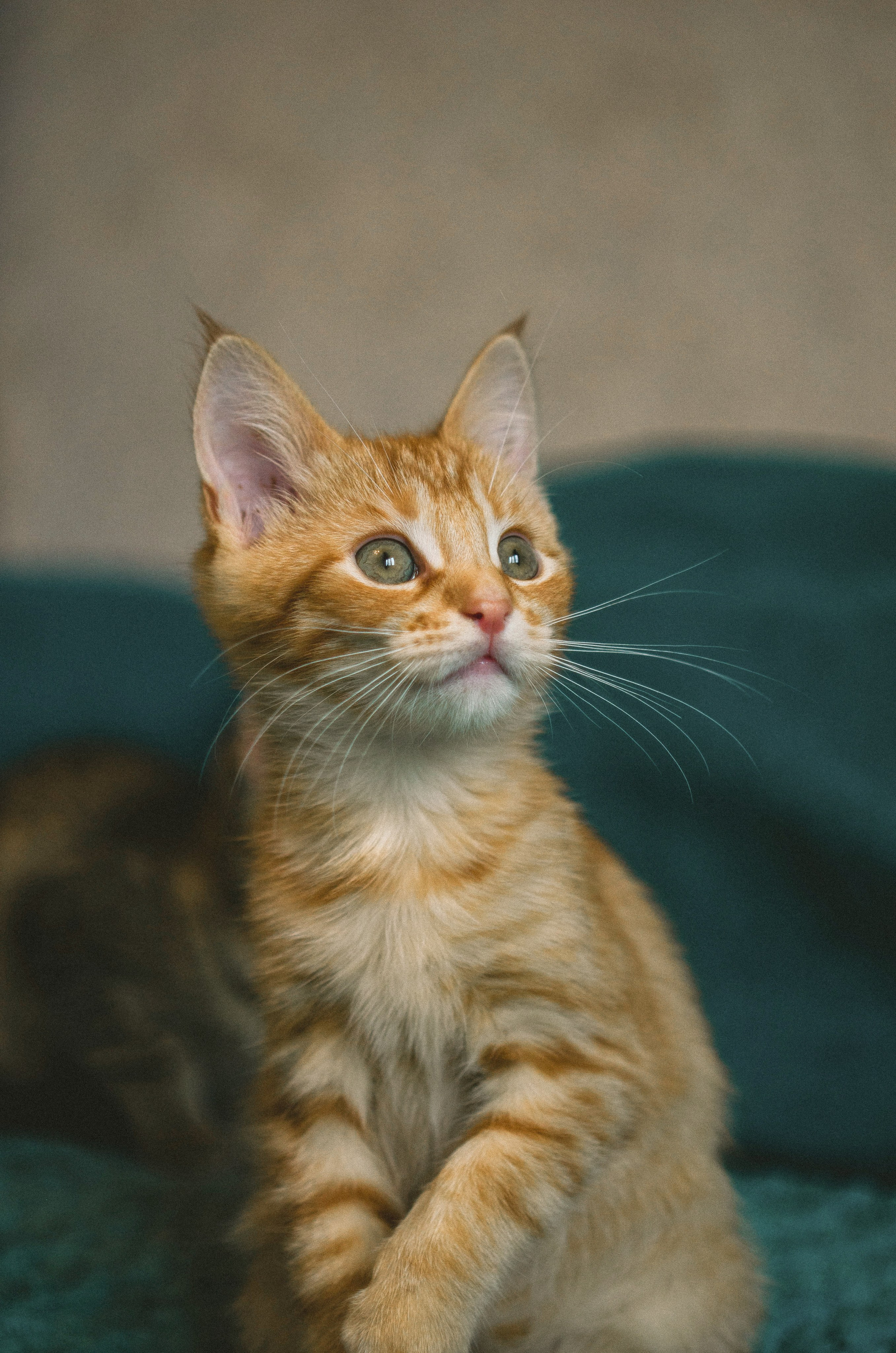 Животные. Varezhka photo | фотограф для души