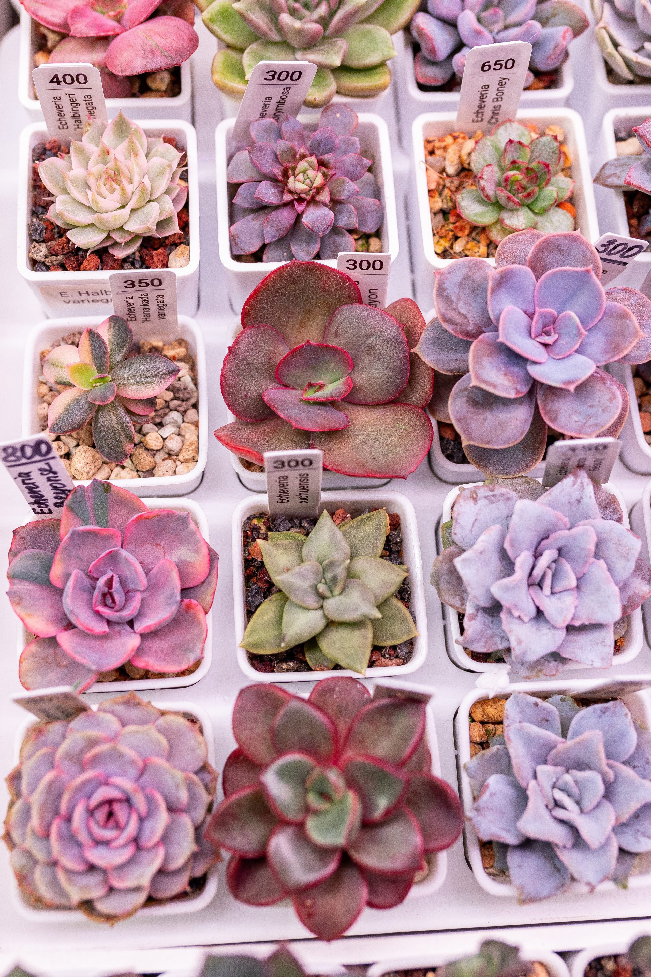 Growbox декабрь 2025. Александра Куликова фотограф, Москва