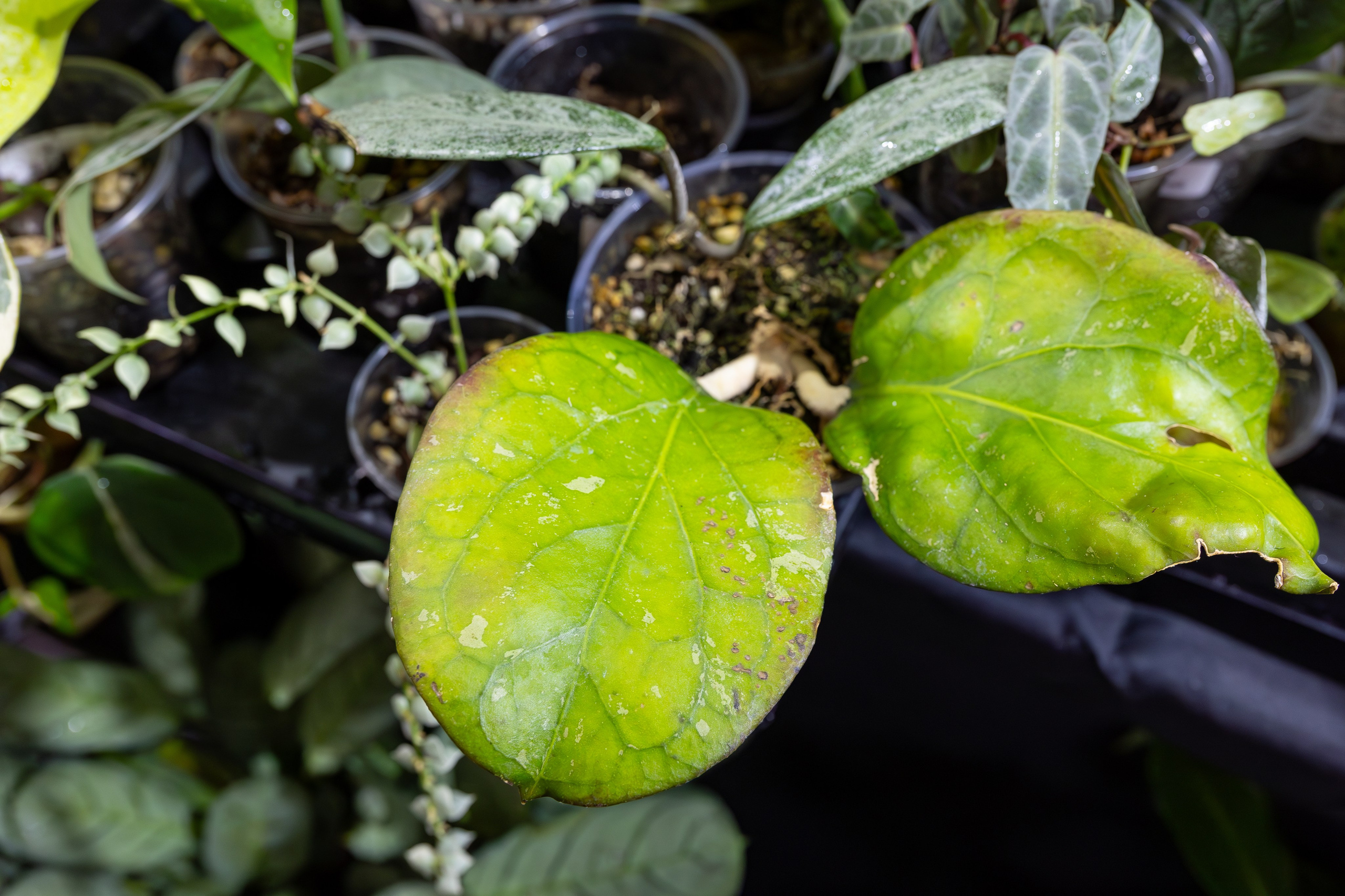 Монстериум 11–12 октября. Александра Куликова фотограф, Москва