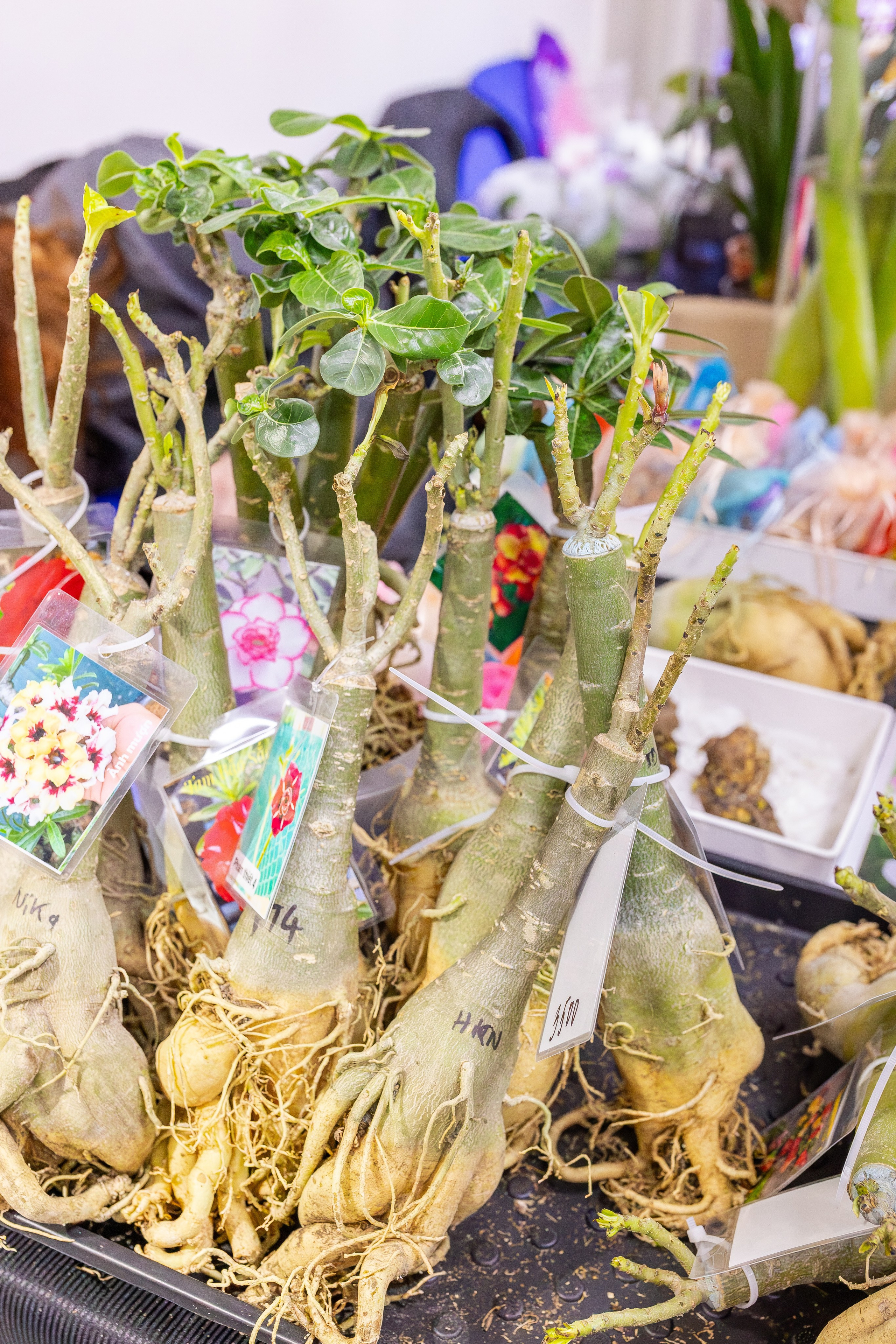 Монстериум апрель 2026. Александра Куликова фотограф, Москва