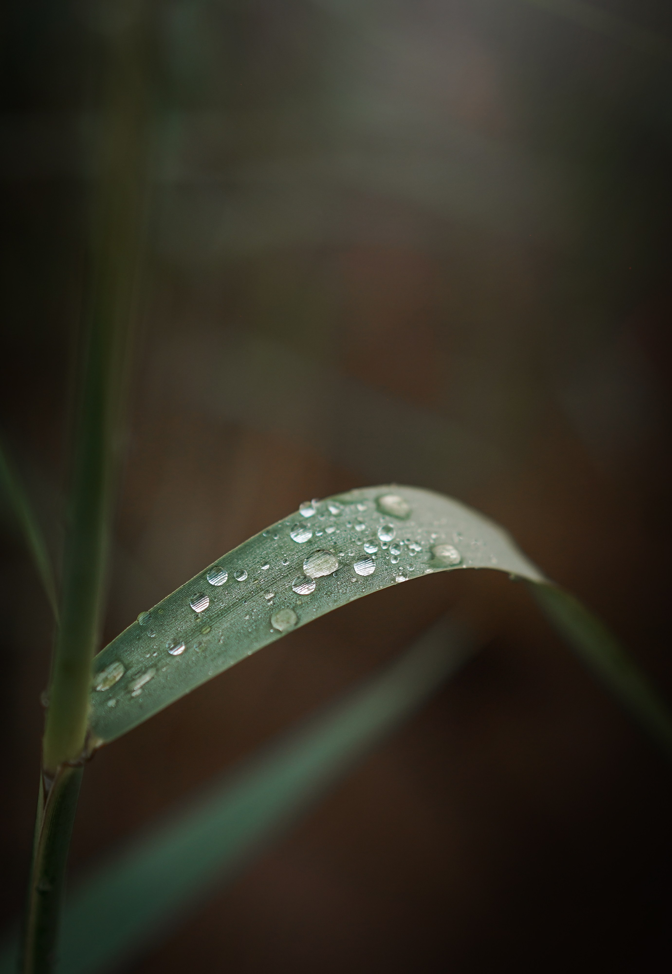 Вероника и Адам. Фотограф-анималист в Санкт-Петербурге Яна Мартынова